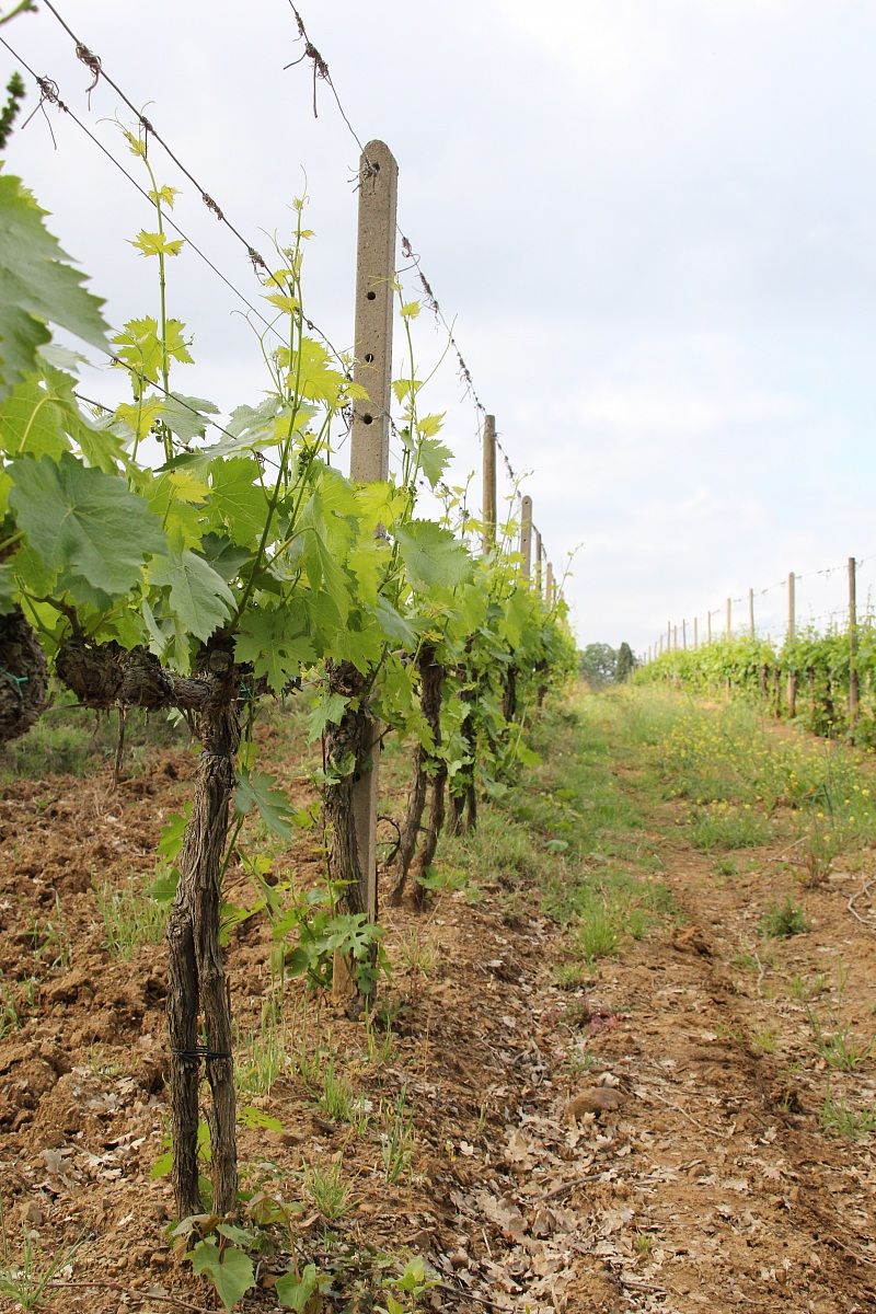 Vigna del Brunello - Montalcino