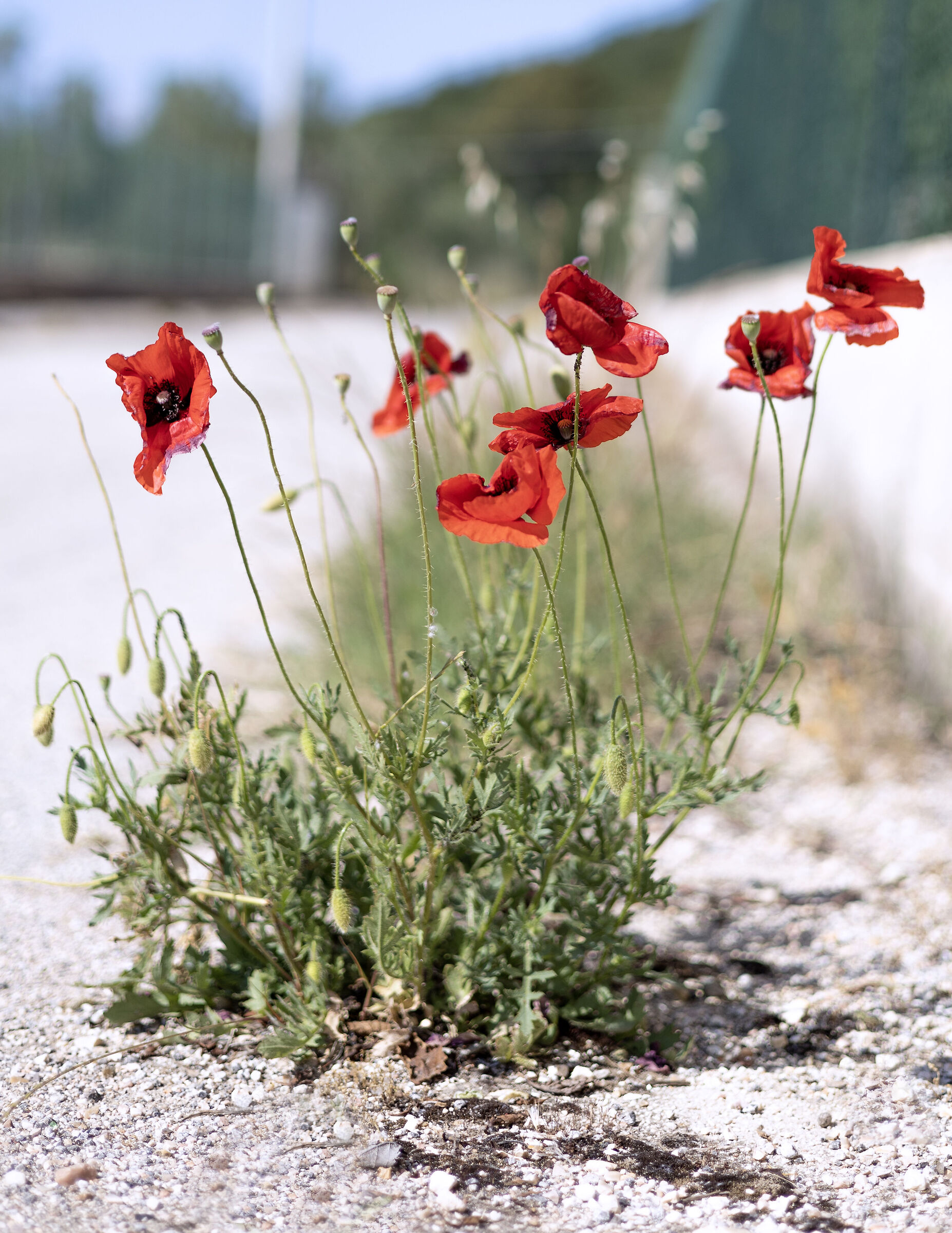 intense Mediterranean