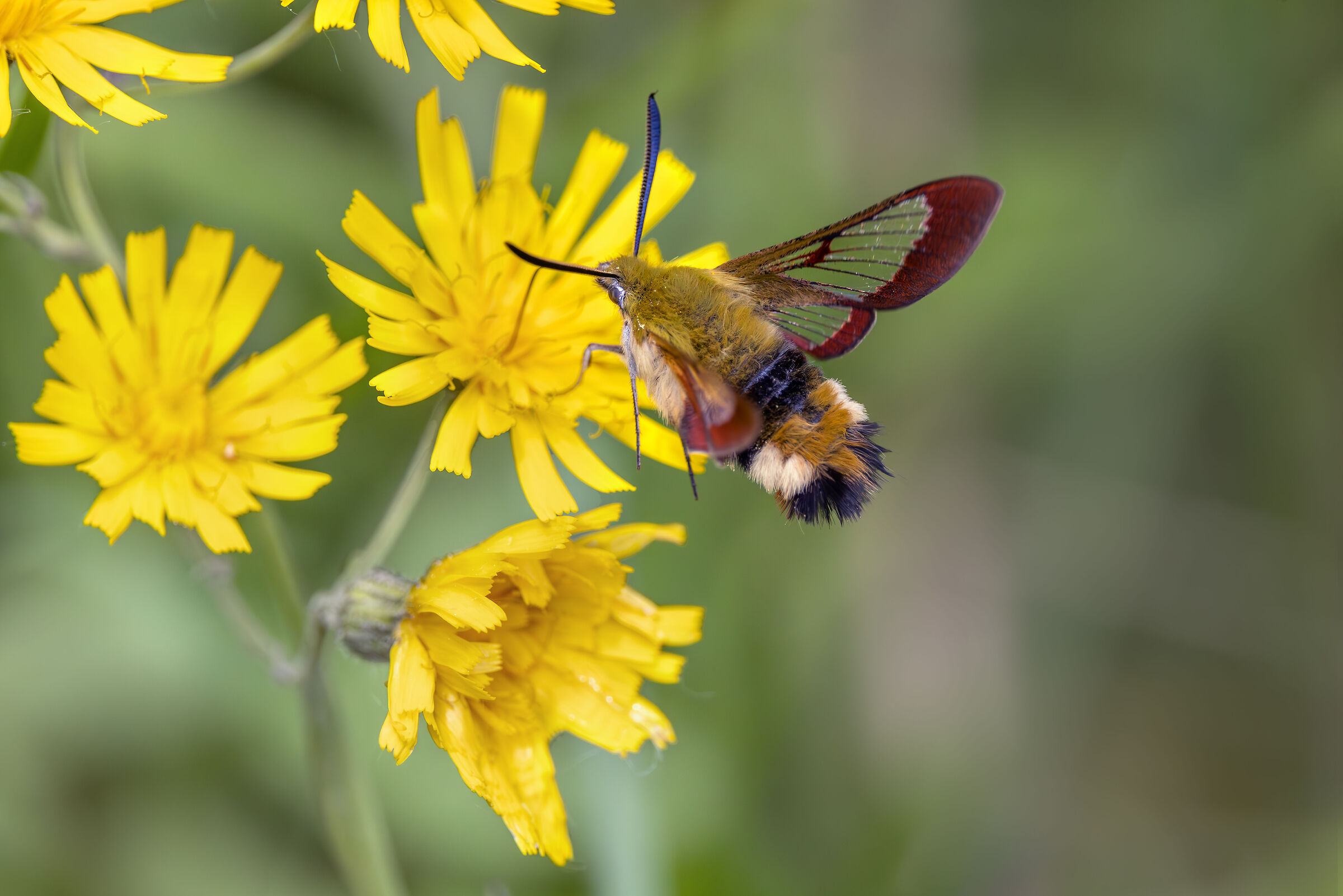 Hemaris fuciformis