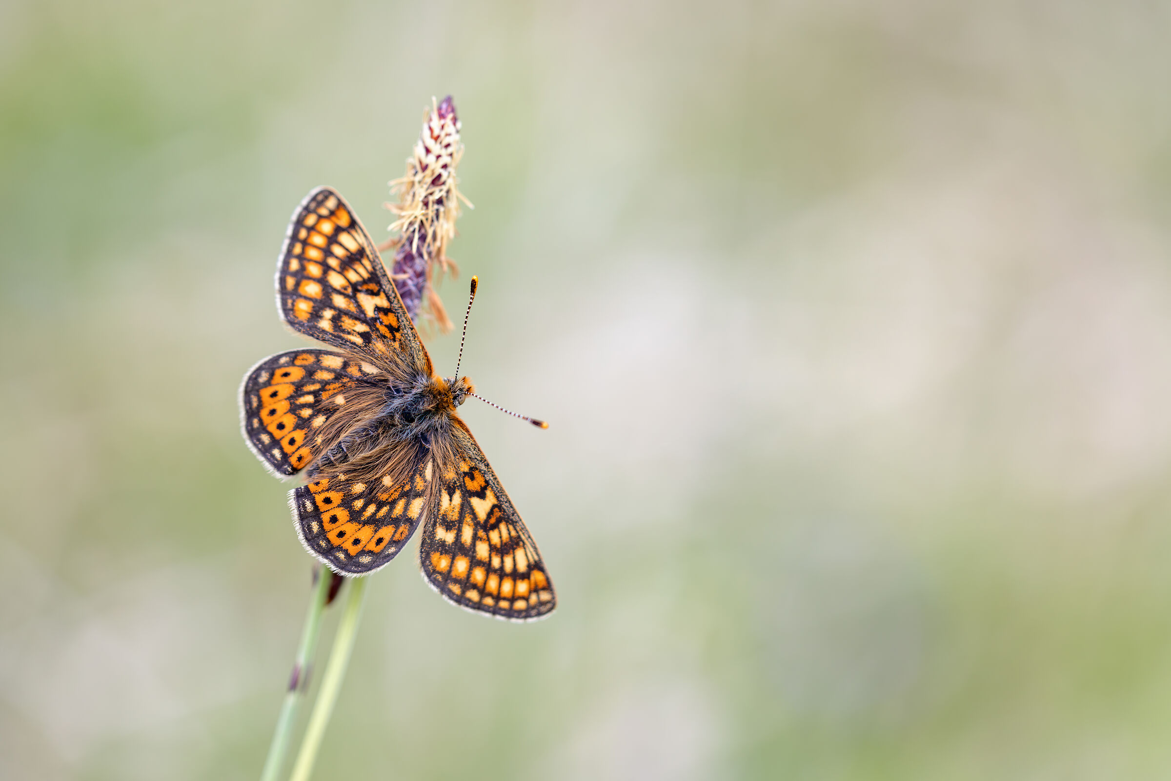 Euphydryas glaciegenita