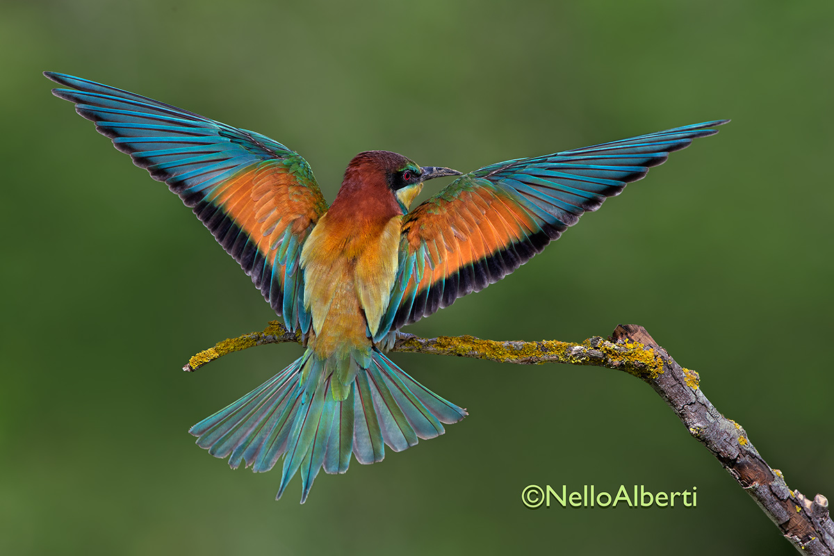 Bee-eater from behind