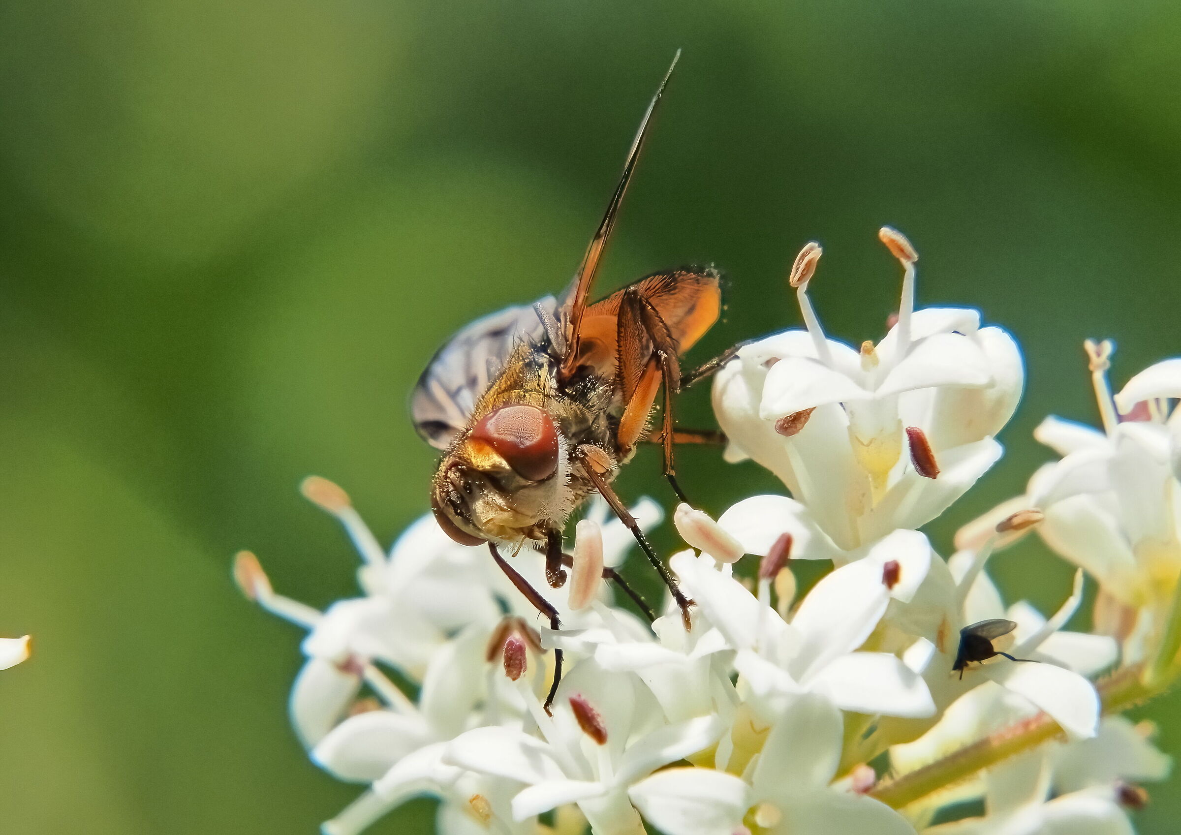 Mosca???