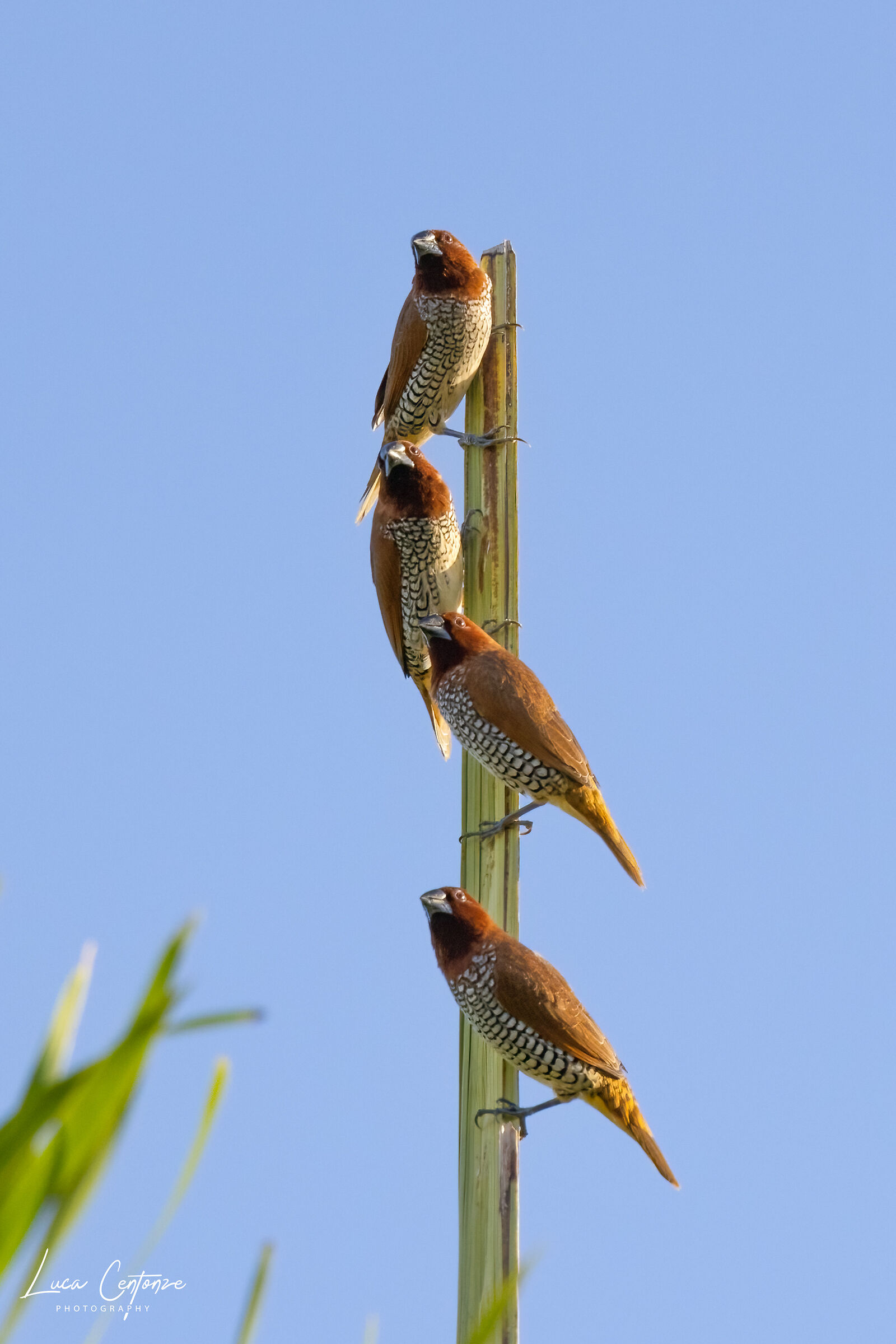 Scaly-breasted Munia