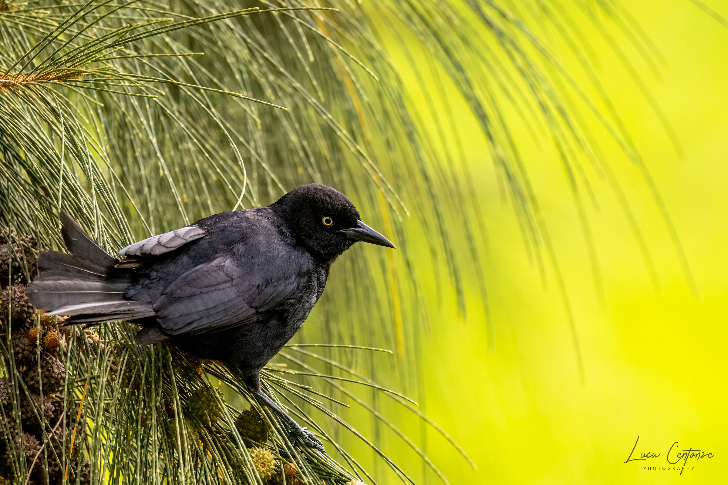 Greater Antillean Grackle