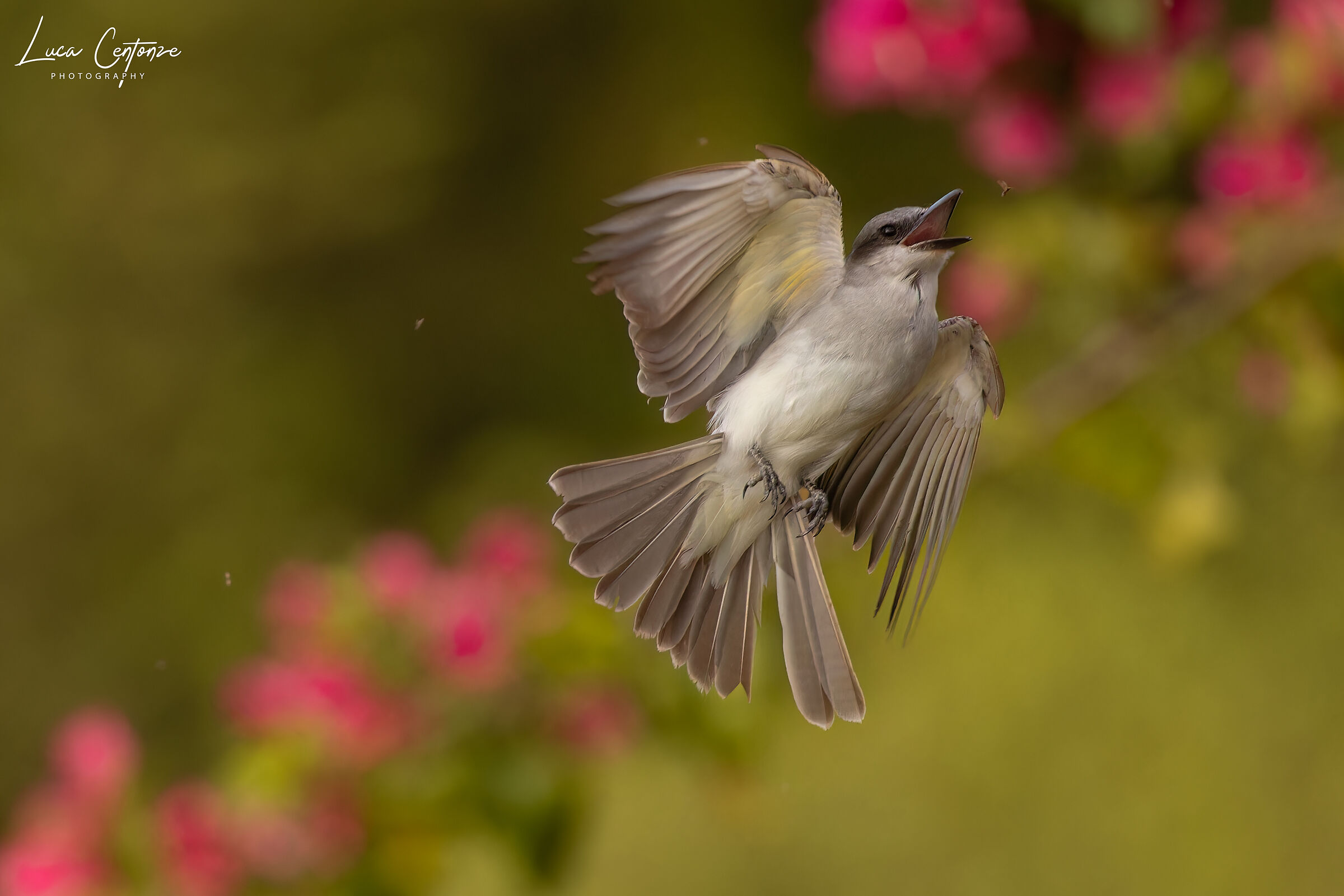 Gray Kingbird