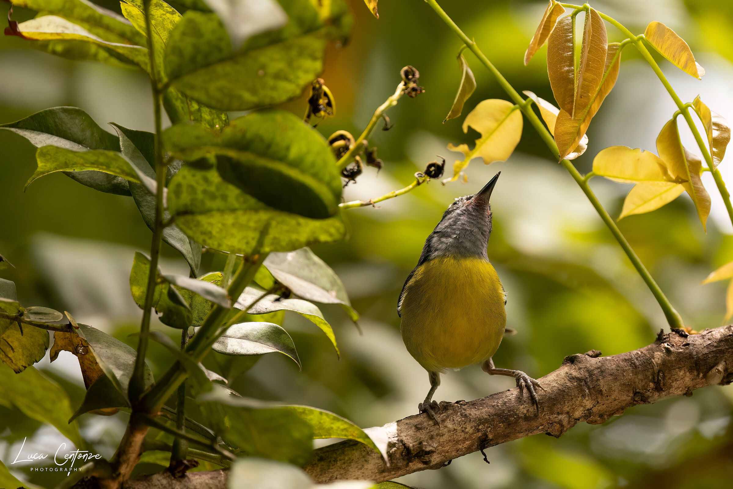 Bananaquit