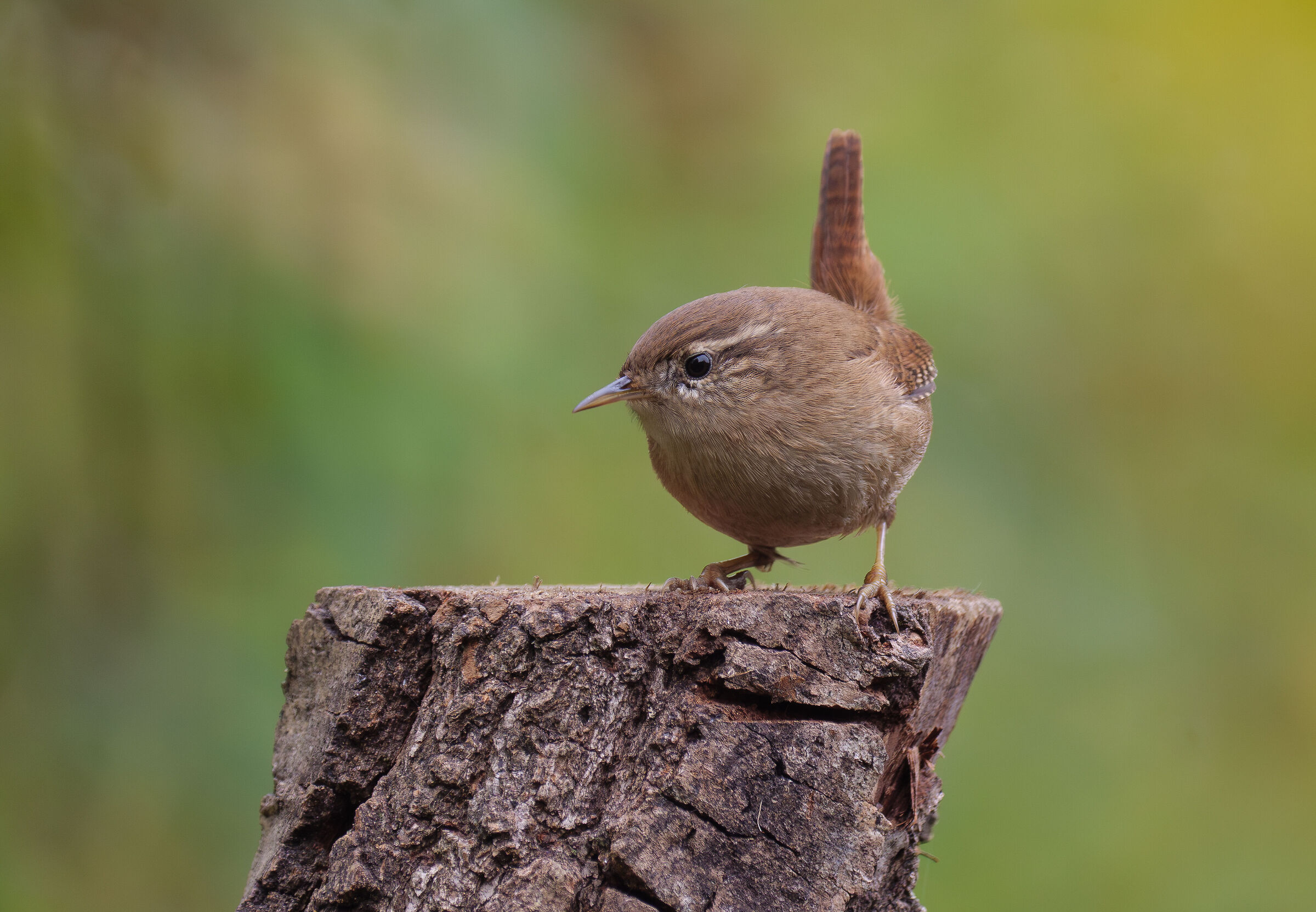 Wren.