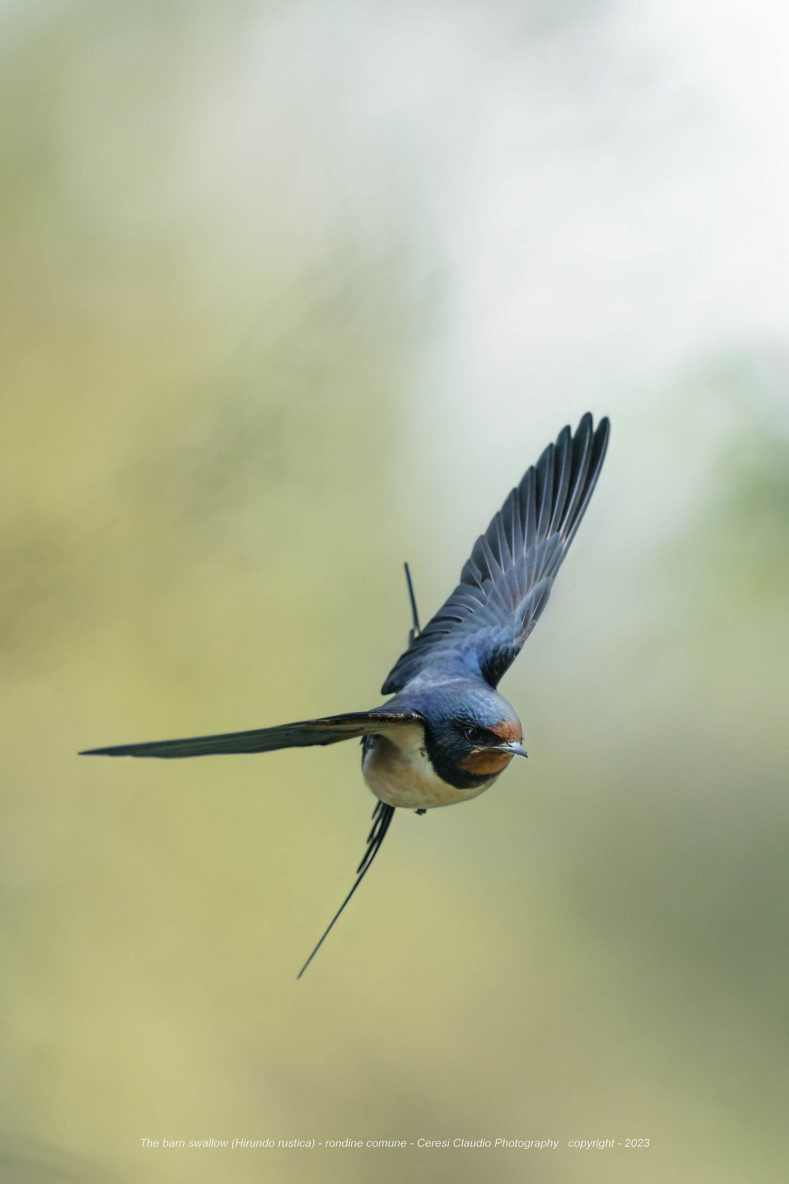 Barn swallow