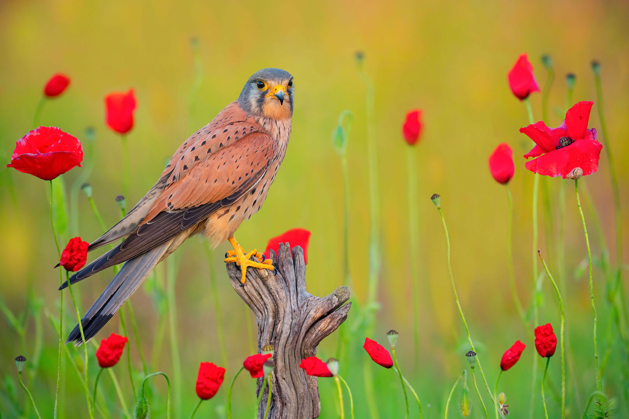kestrel