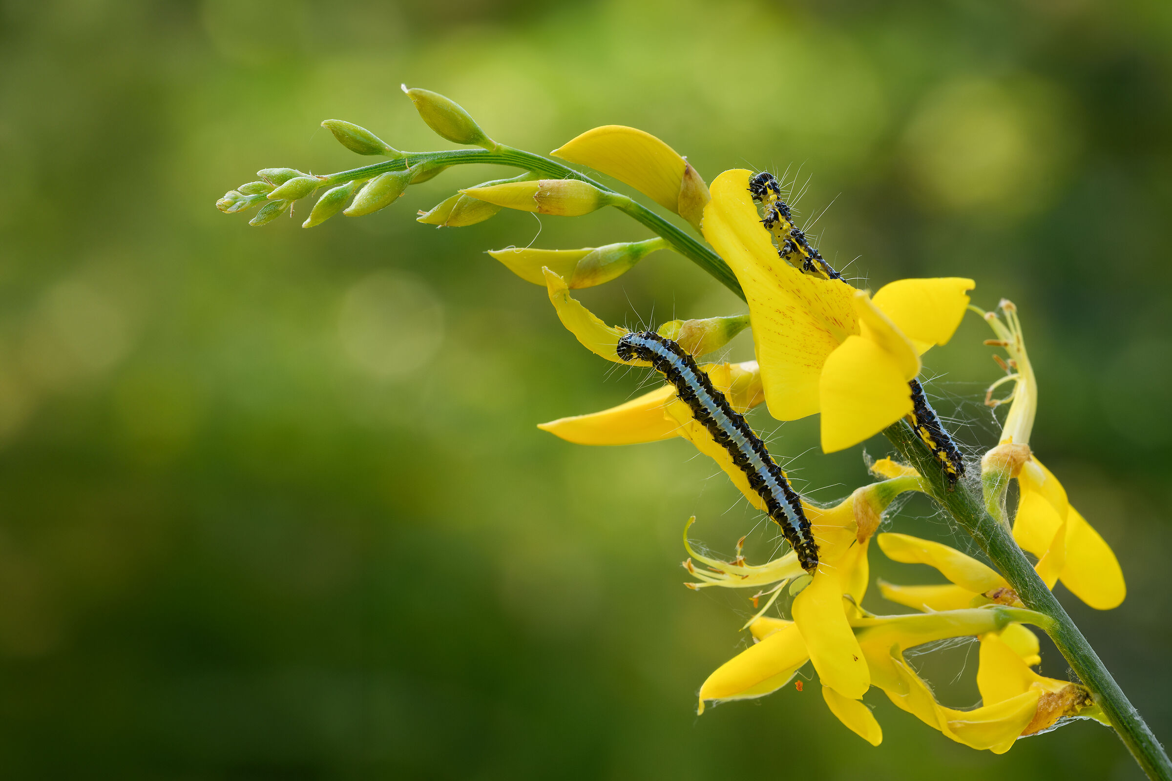 Bruchi affamati fra le ginestre