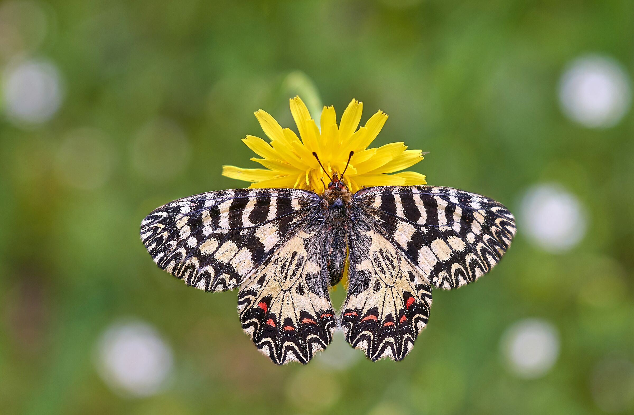 Zerynthia cassandra