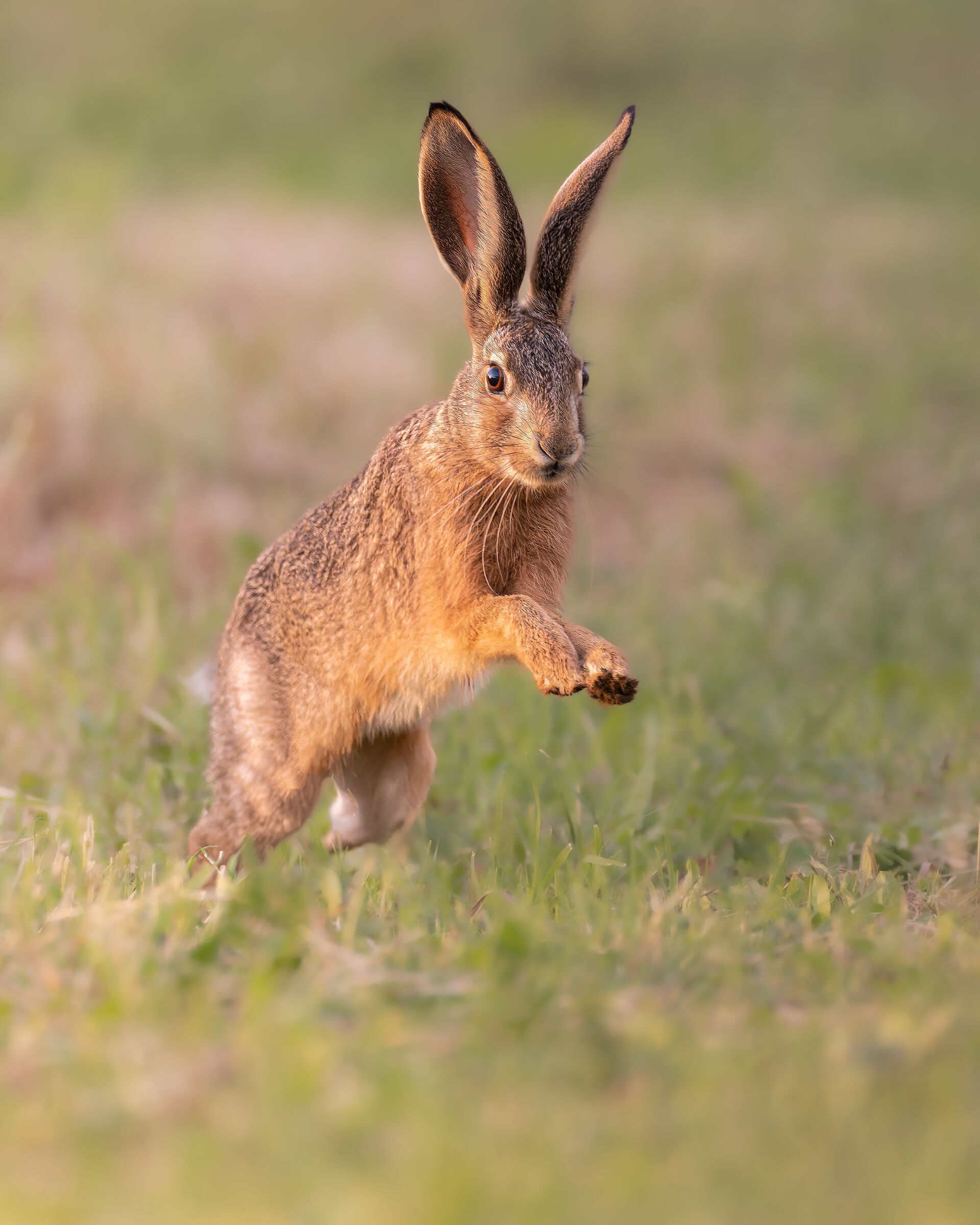 Playful hare