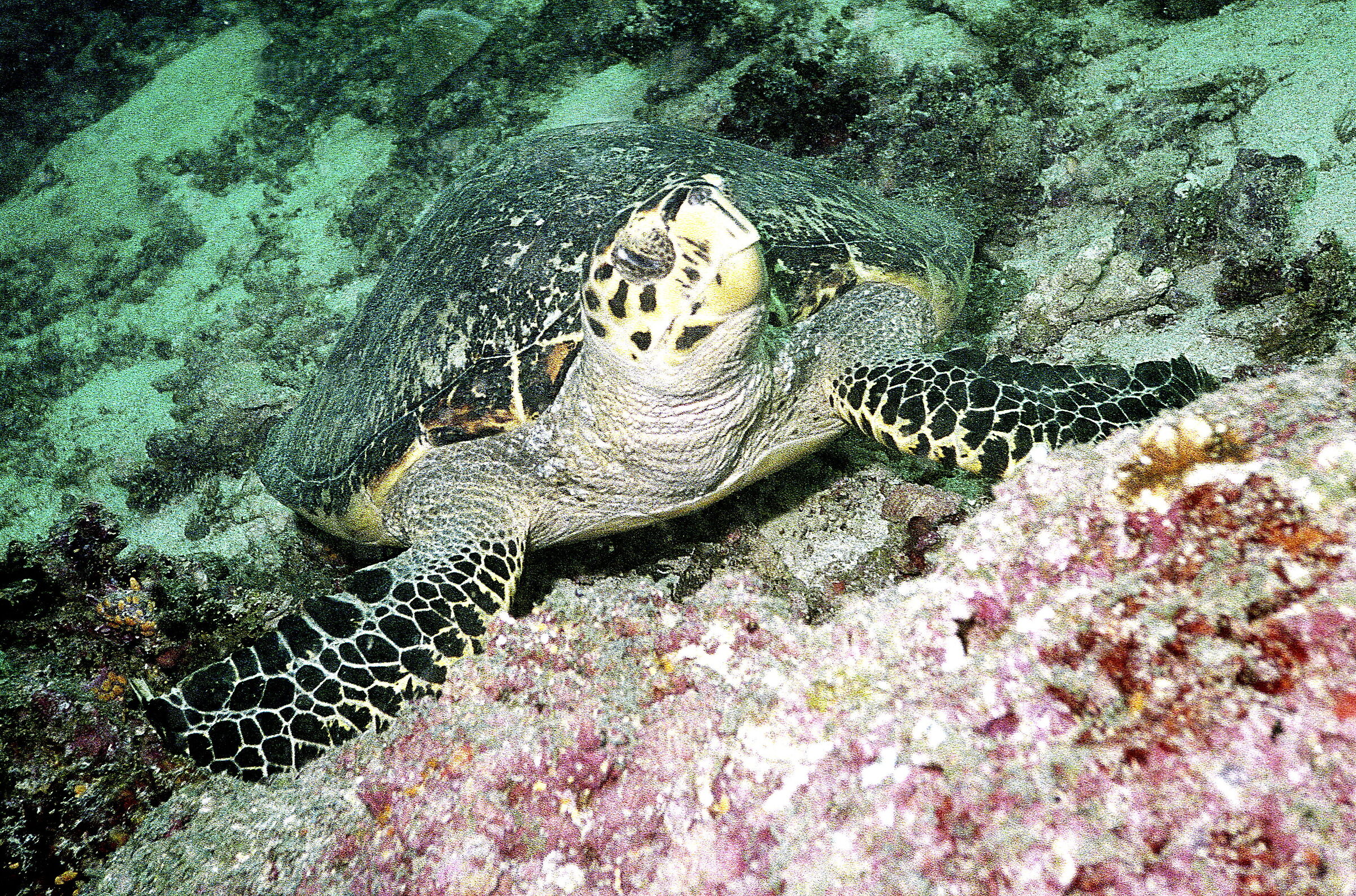 Maldives