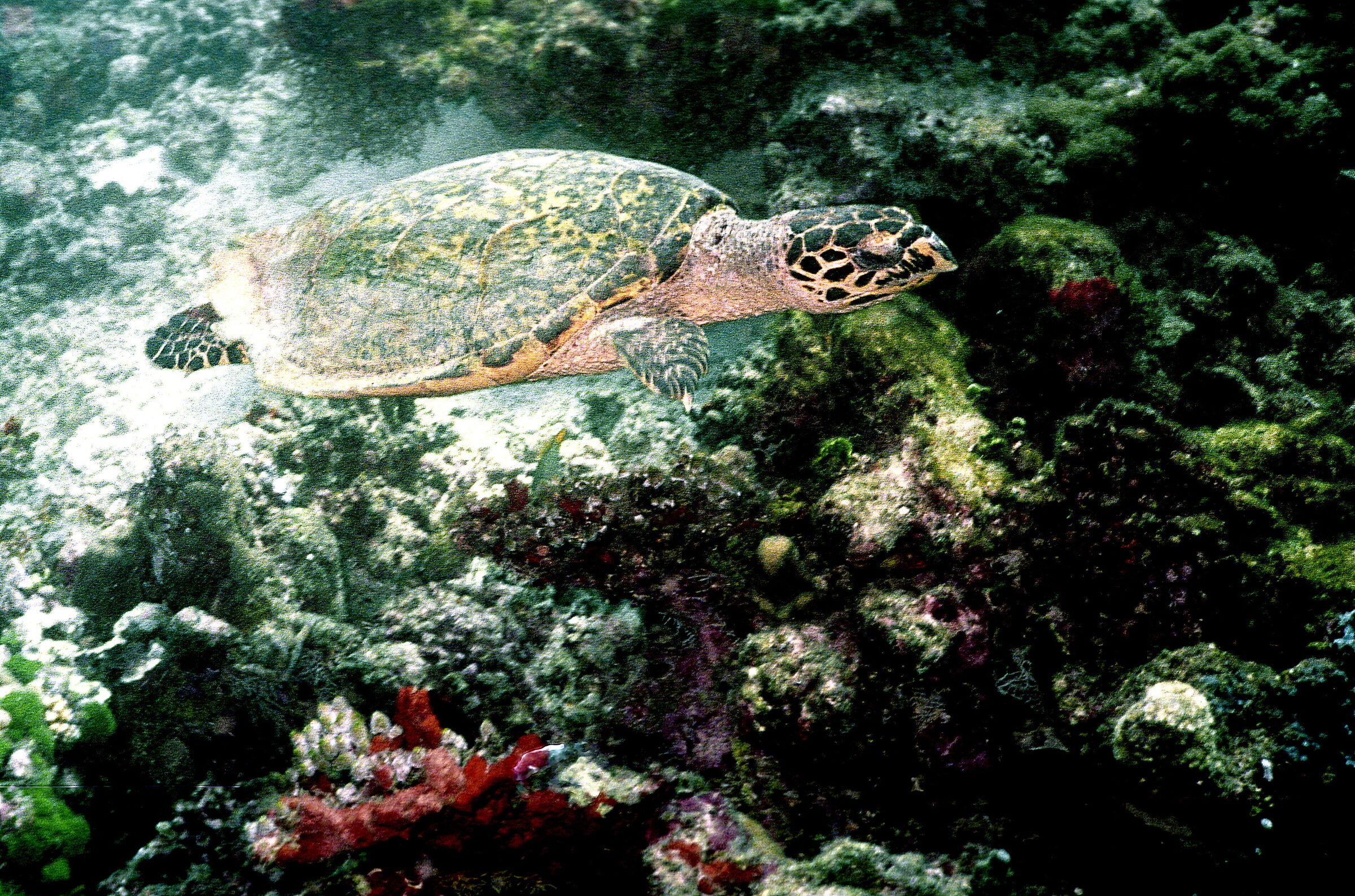 Aldive