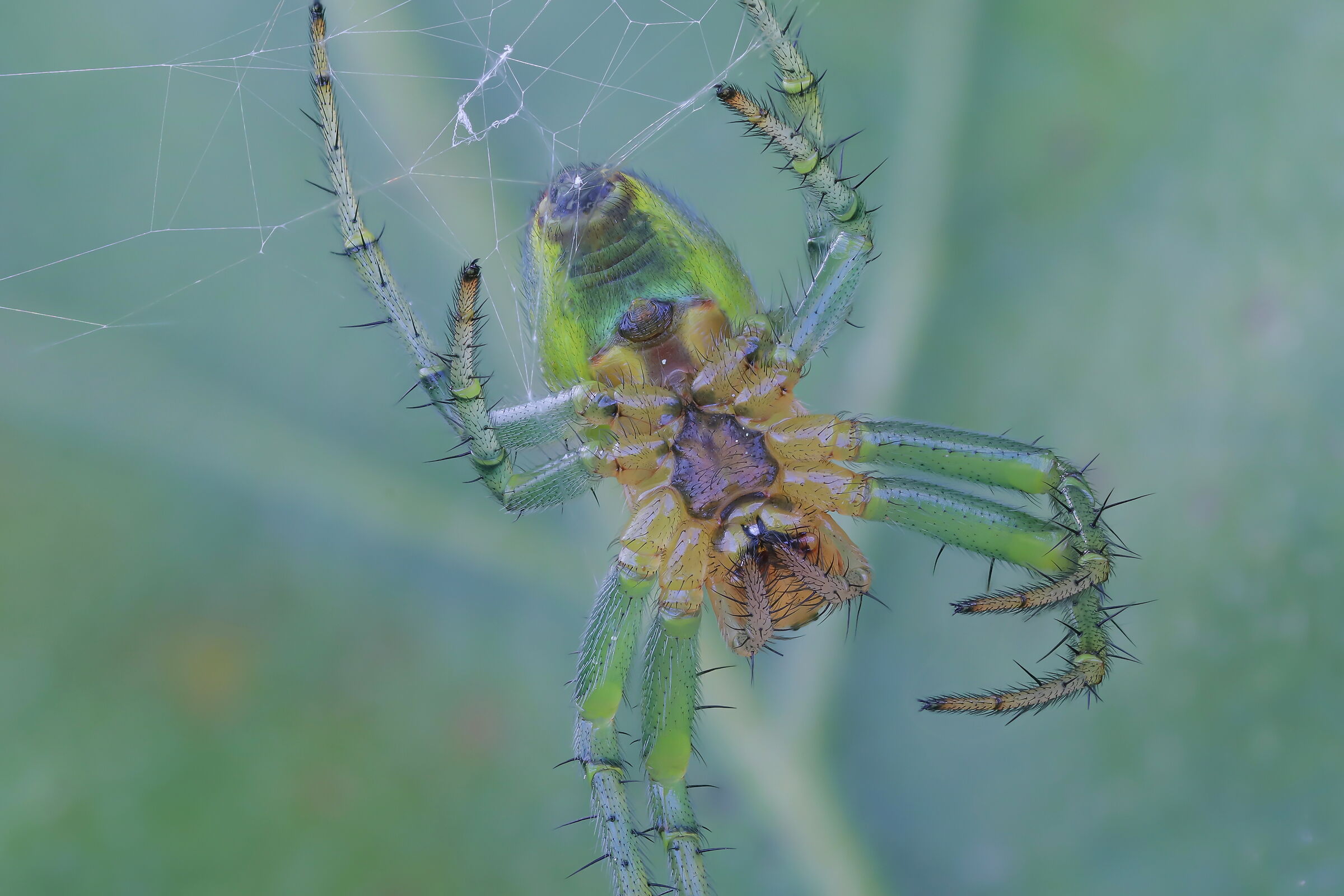 Araniella sp. z o.o.