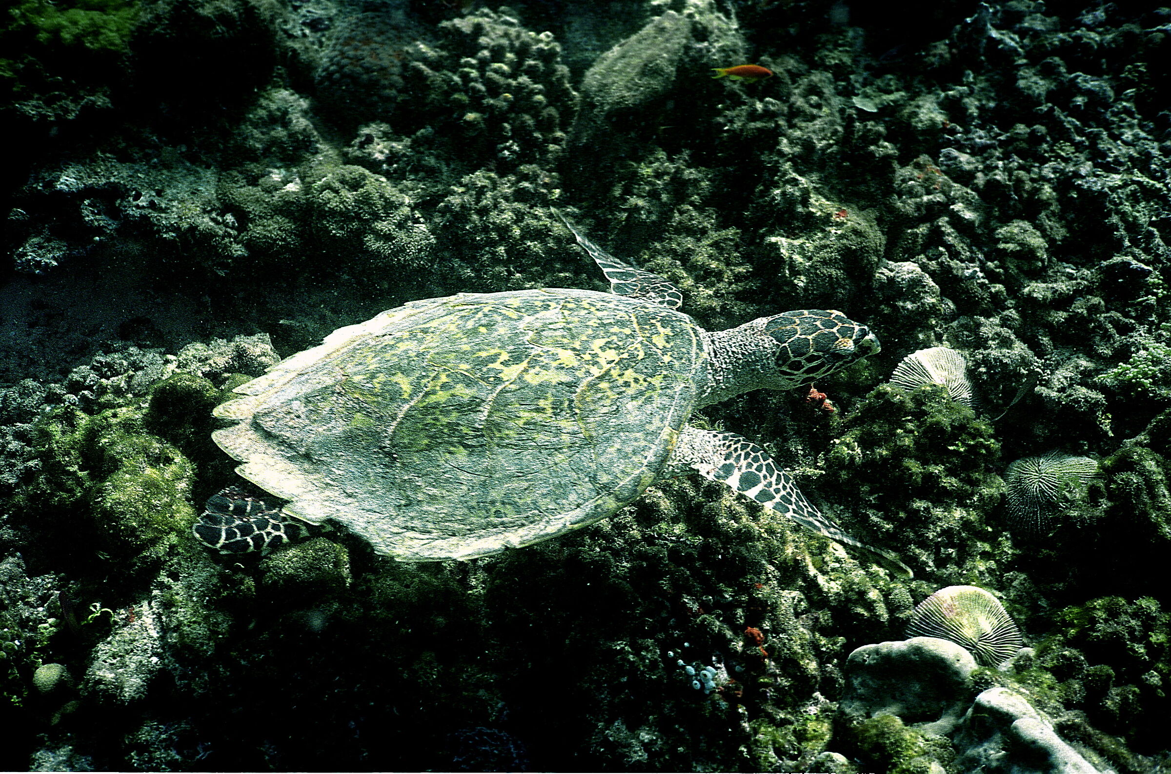 Maldives Green turtle (Chelonia mydas)