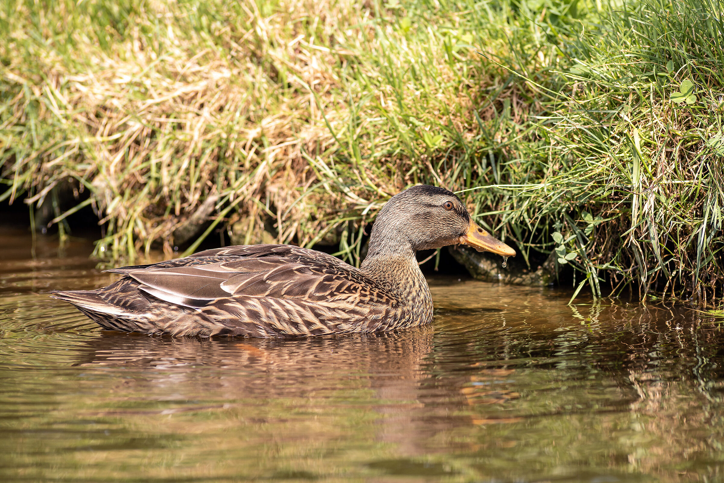 Mallard