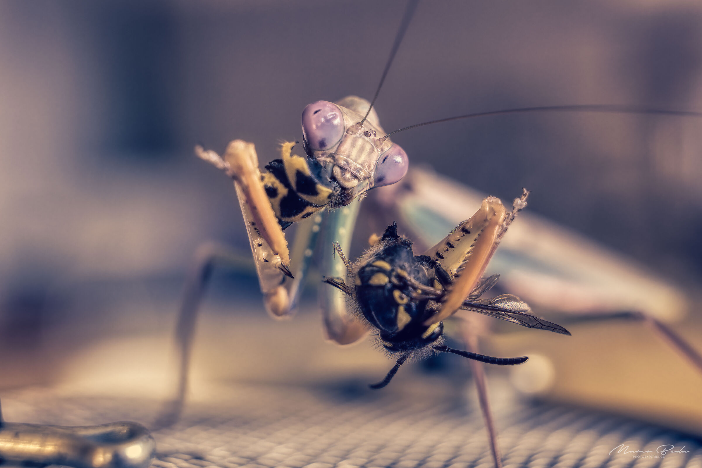 Polyspilota sp for lunch