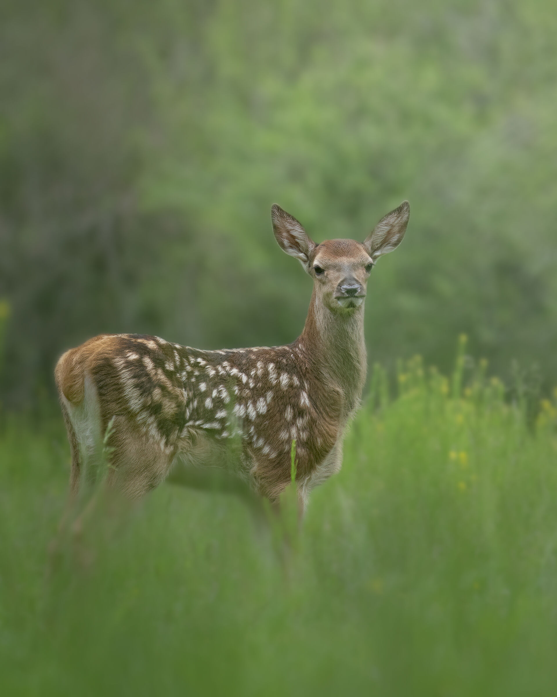 Bambi