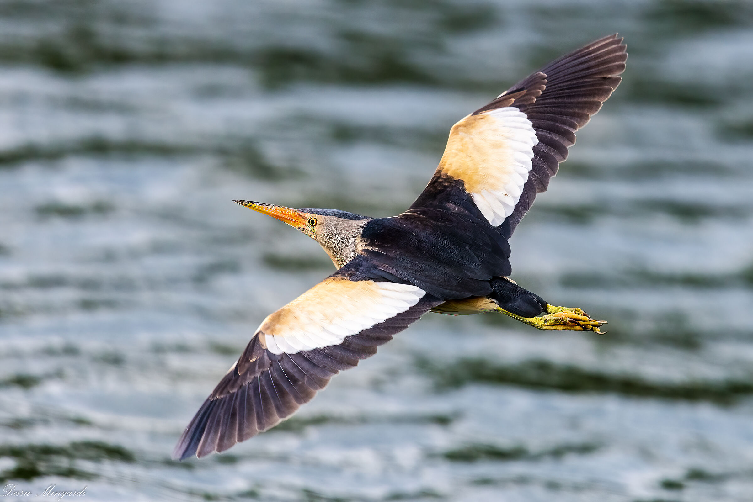 Ixobrychus minutus (maschio)