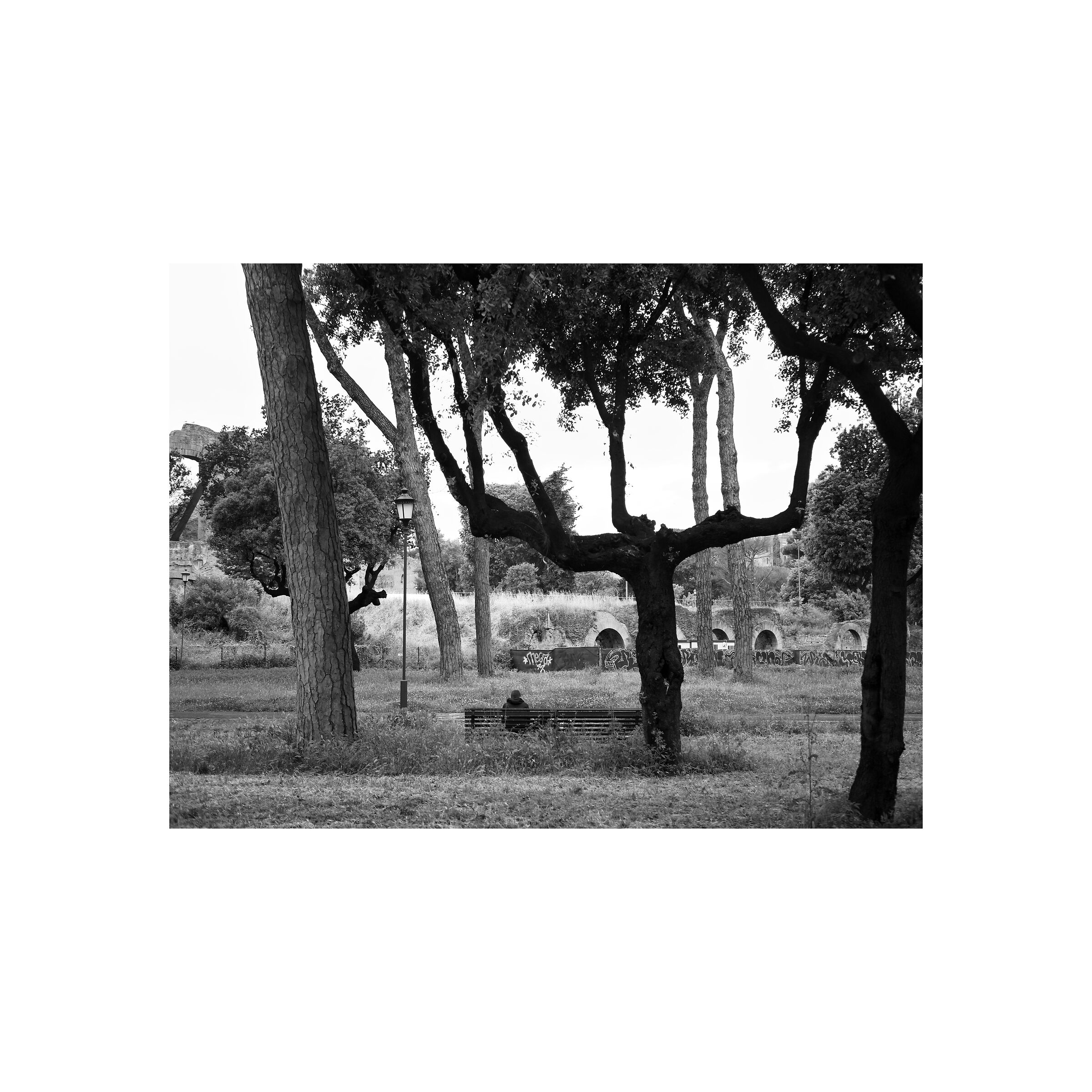 Trees.