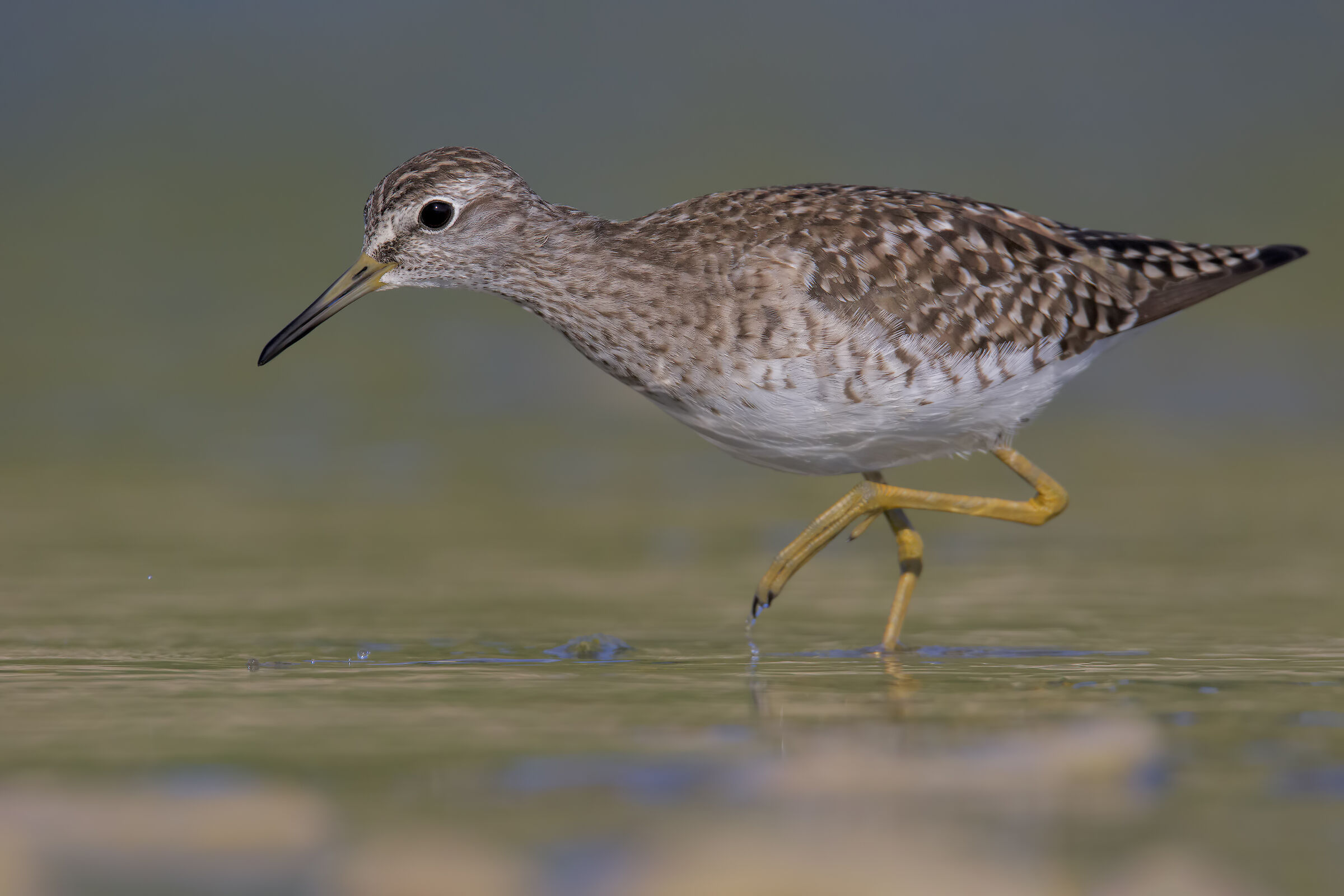 Sandpiper sandpiper