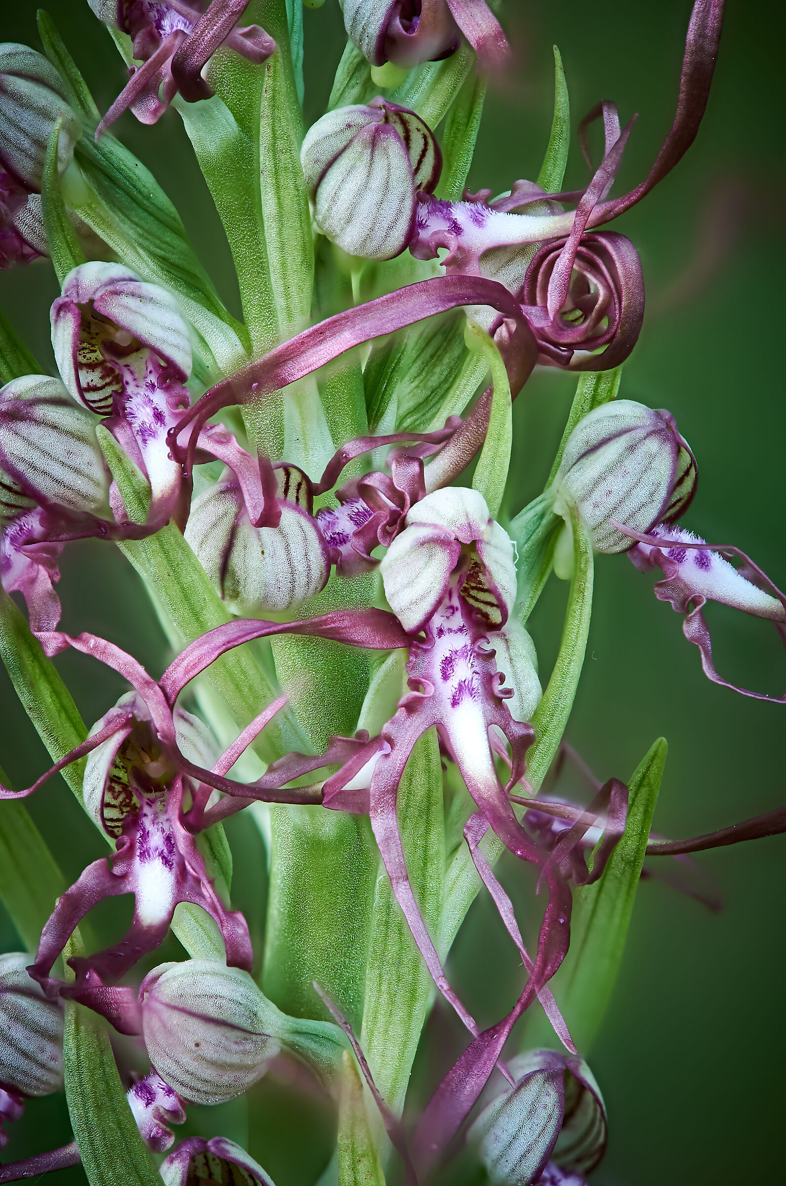 Himantoglossum adriaticum