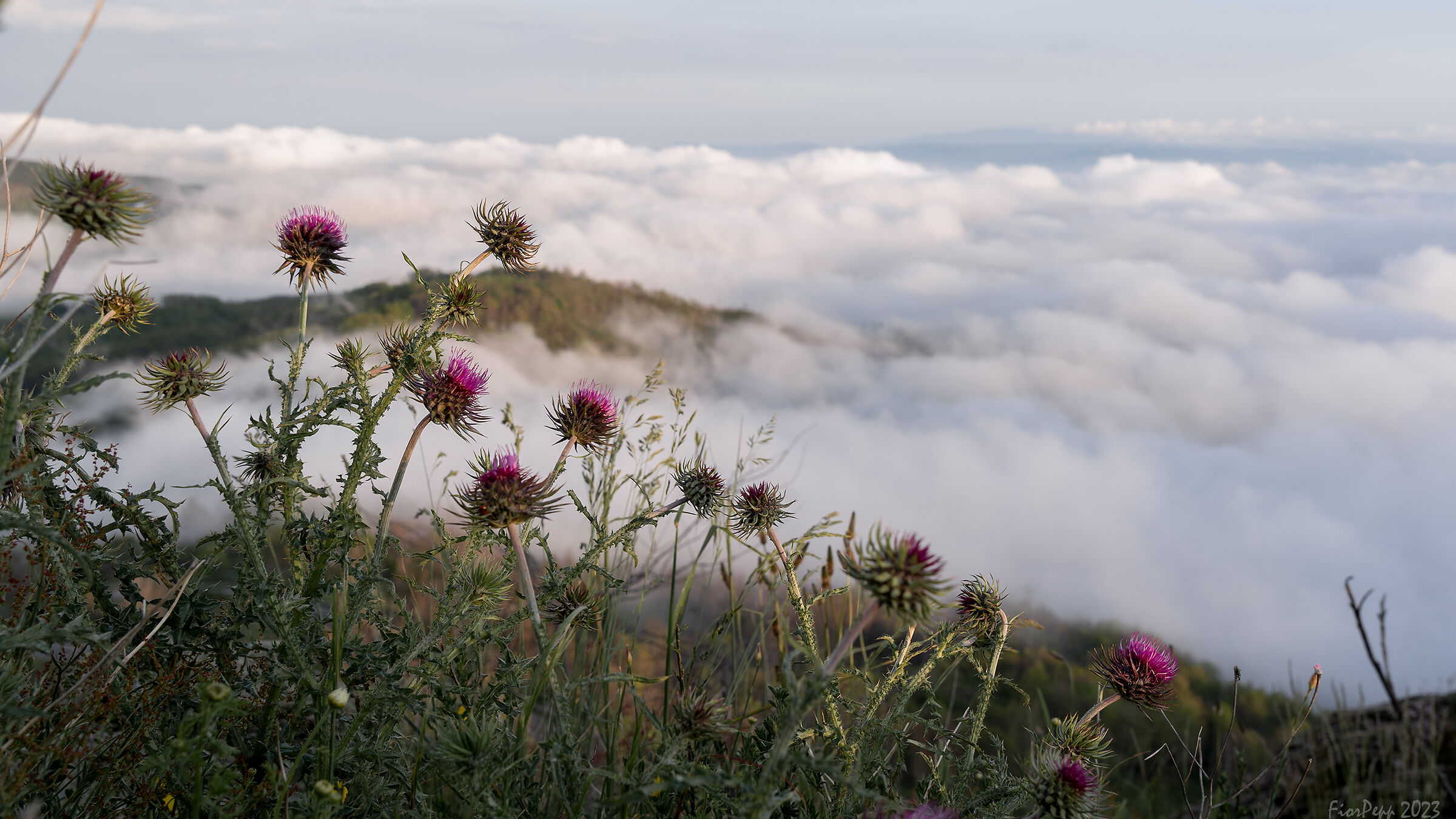 Thistle plant