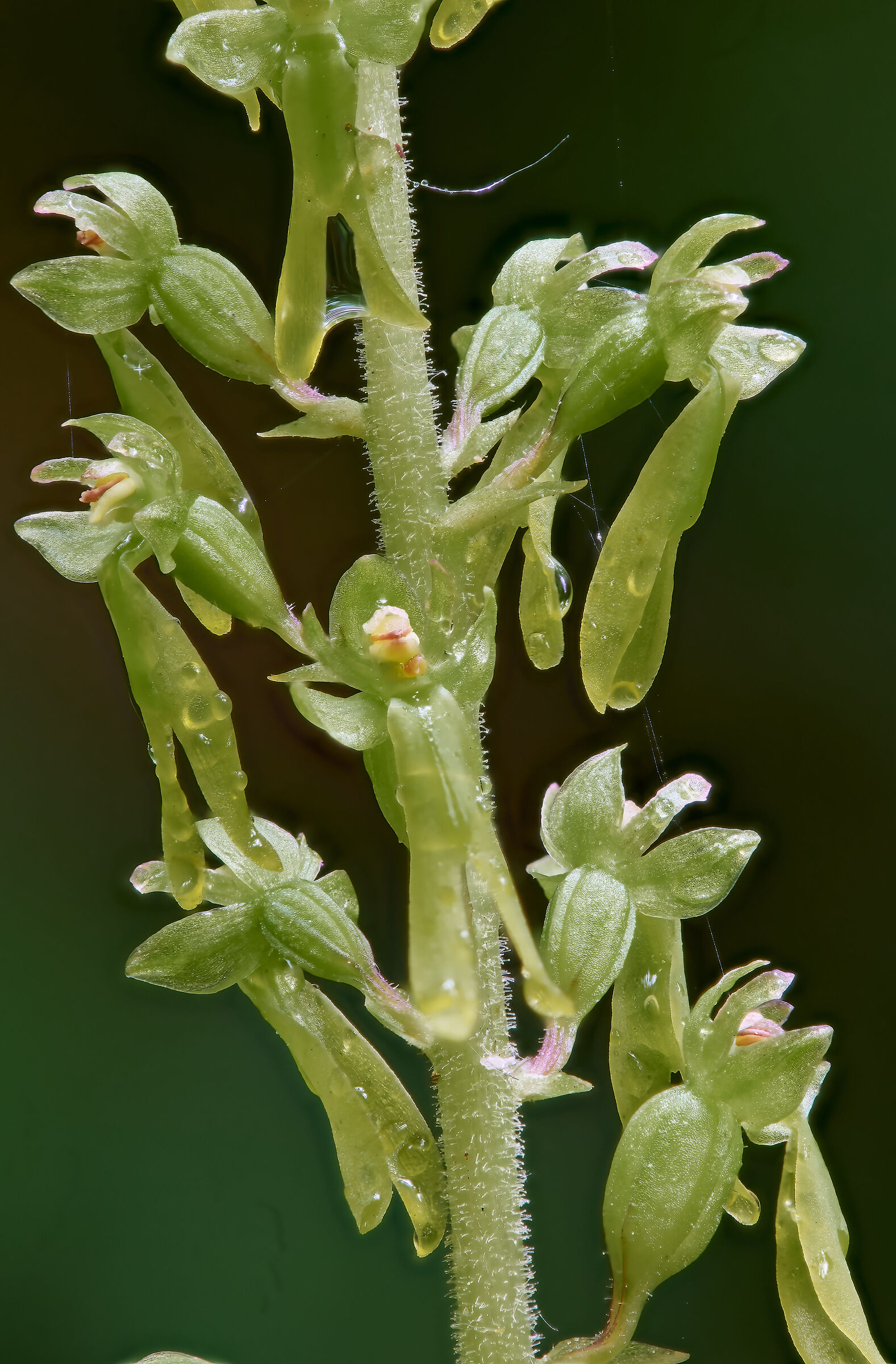 Listera ovata 3