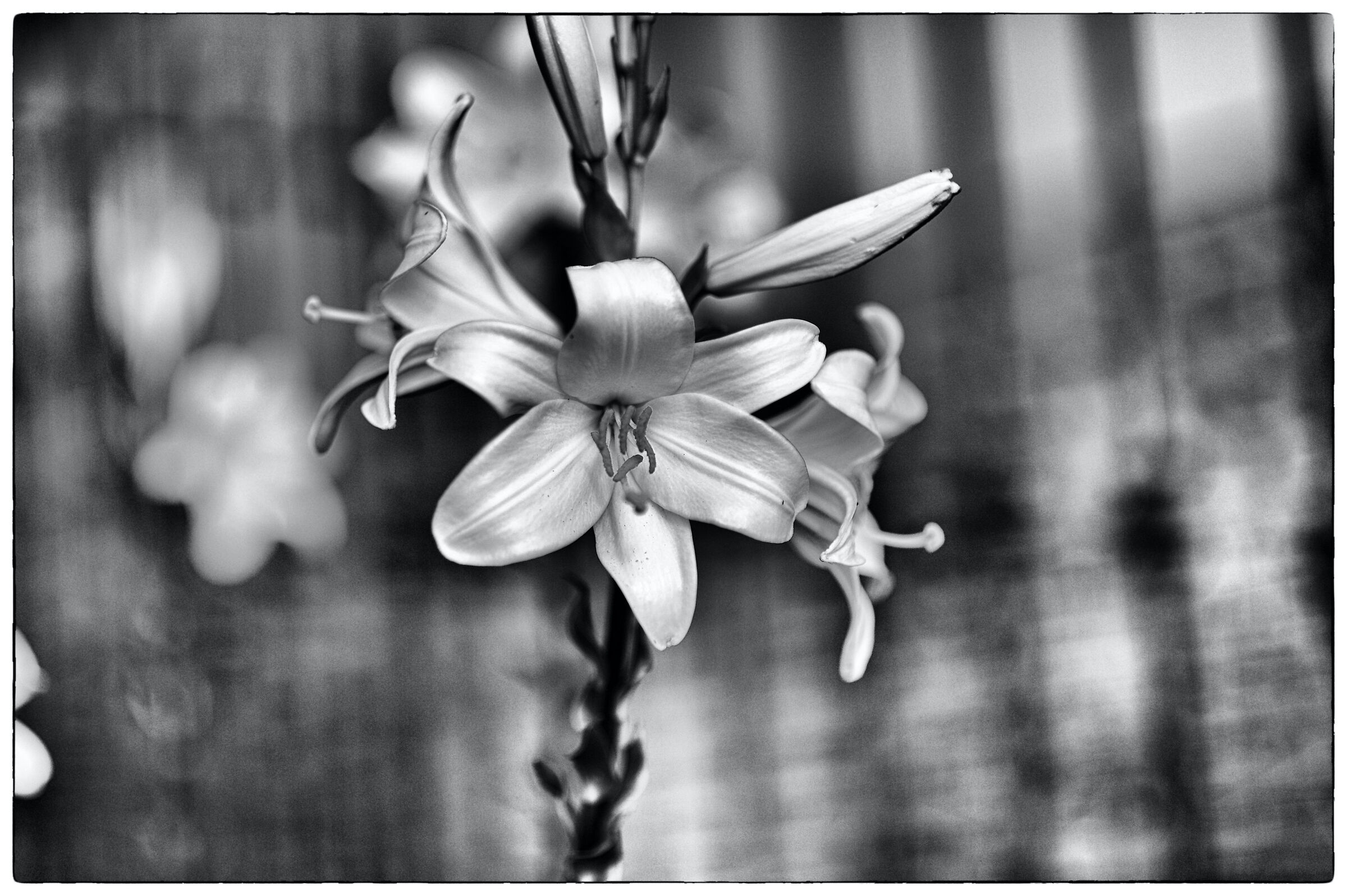 The fragrant lily
