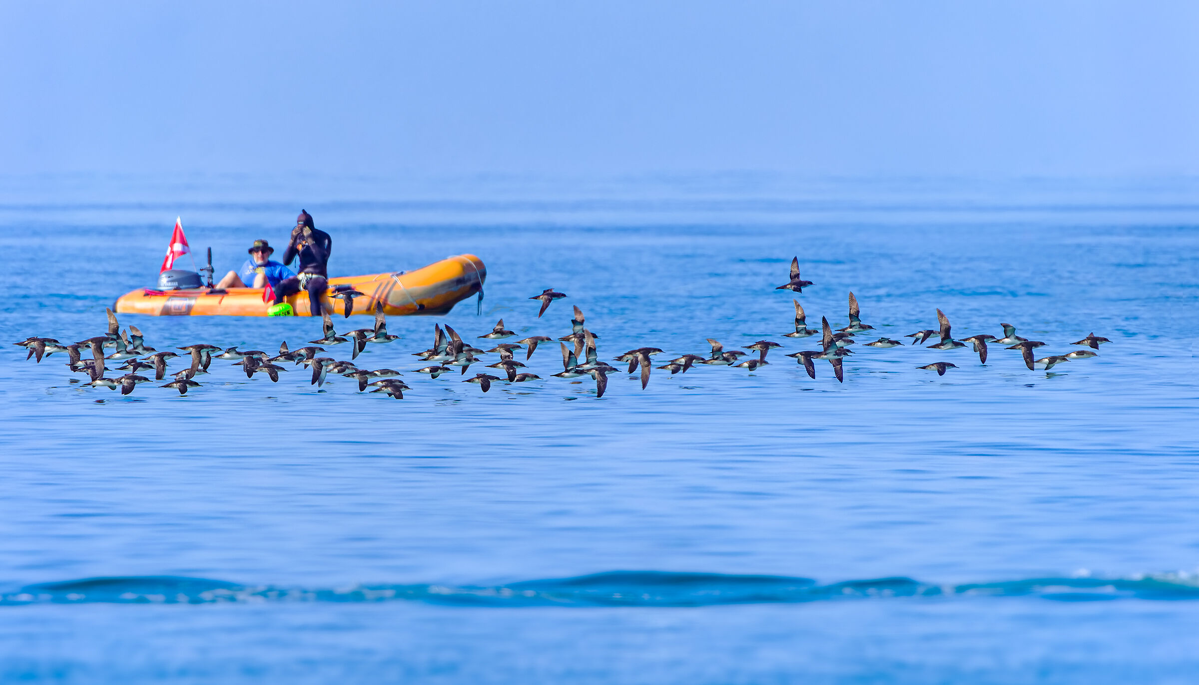 Man and the sea 2 - Shearwaters