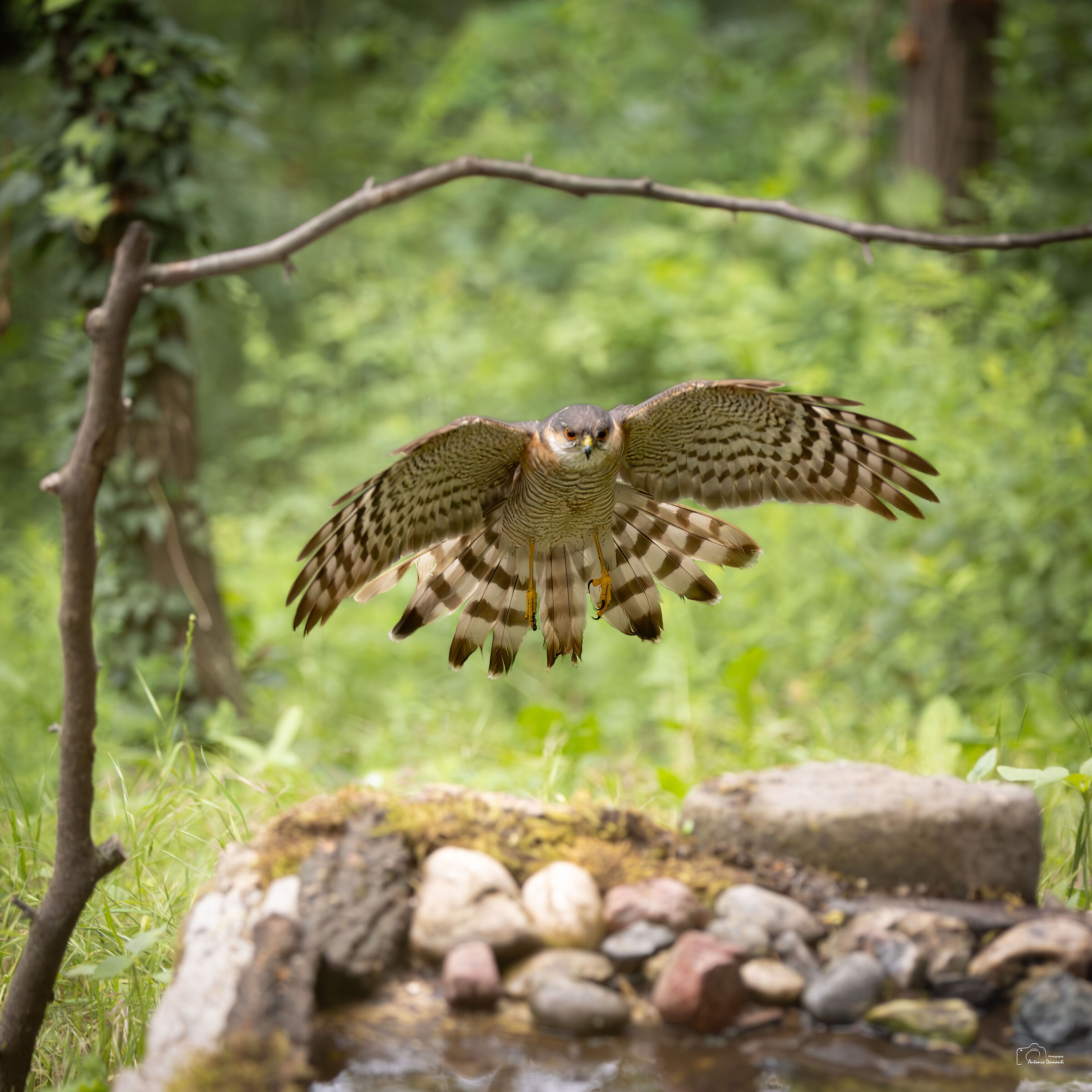 Adult sparrowhawk ??