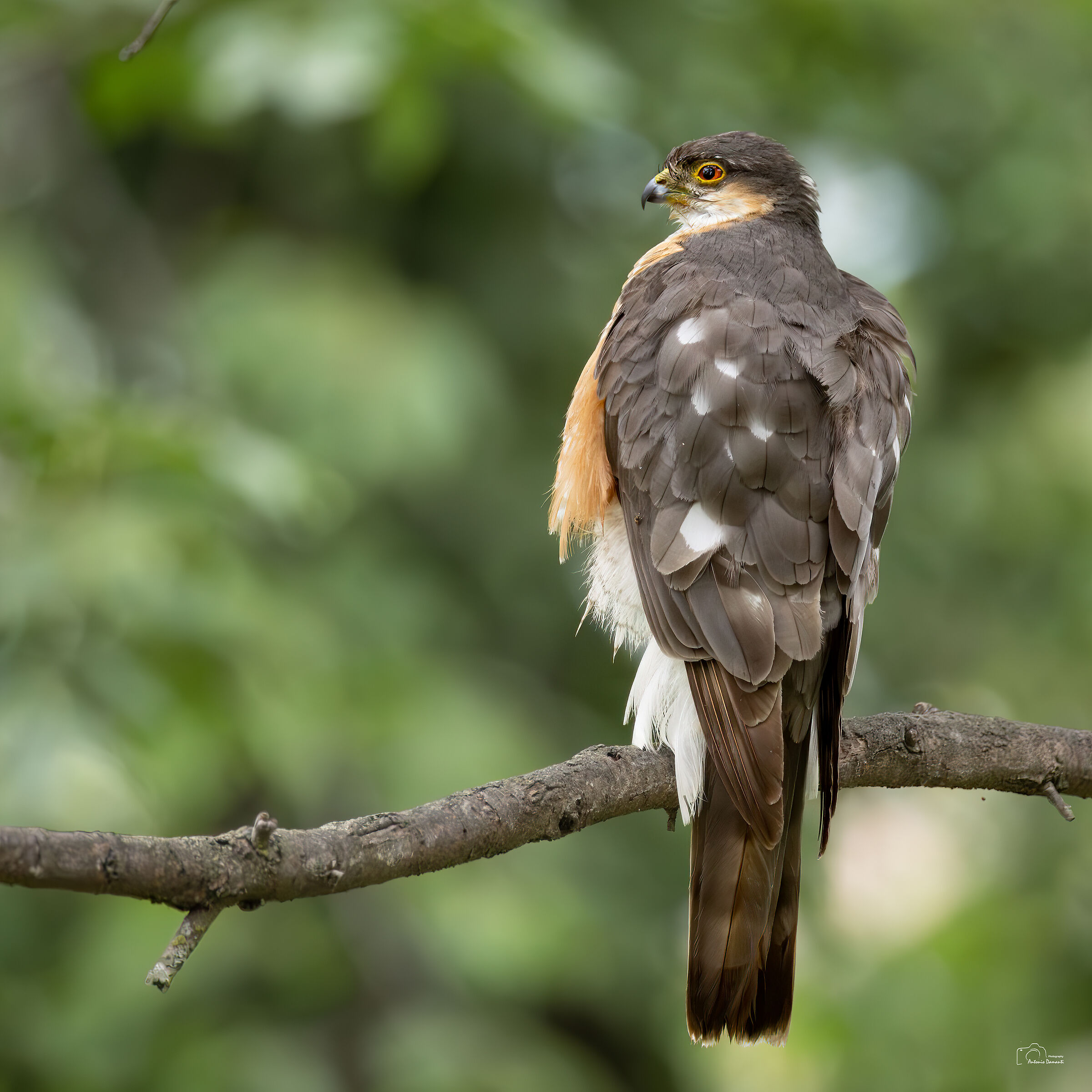 Adult male sparrowhawk on the branch