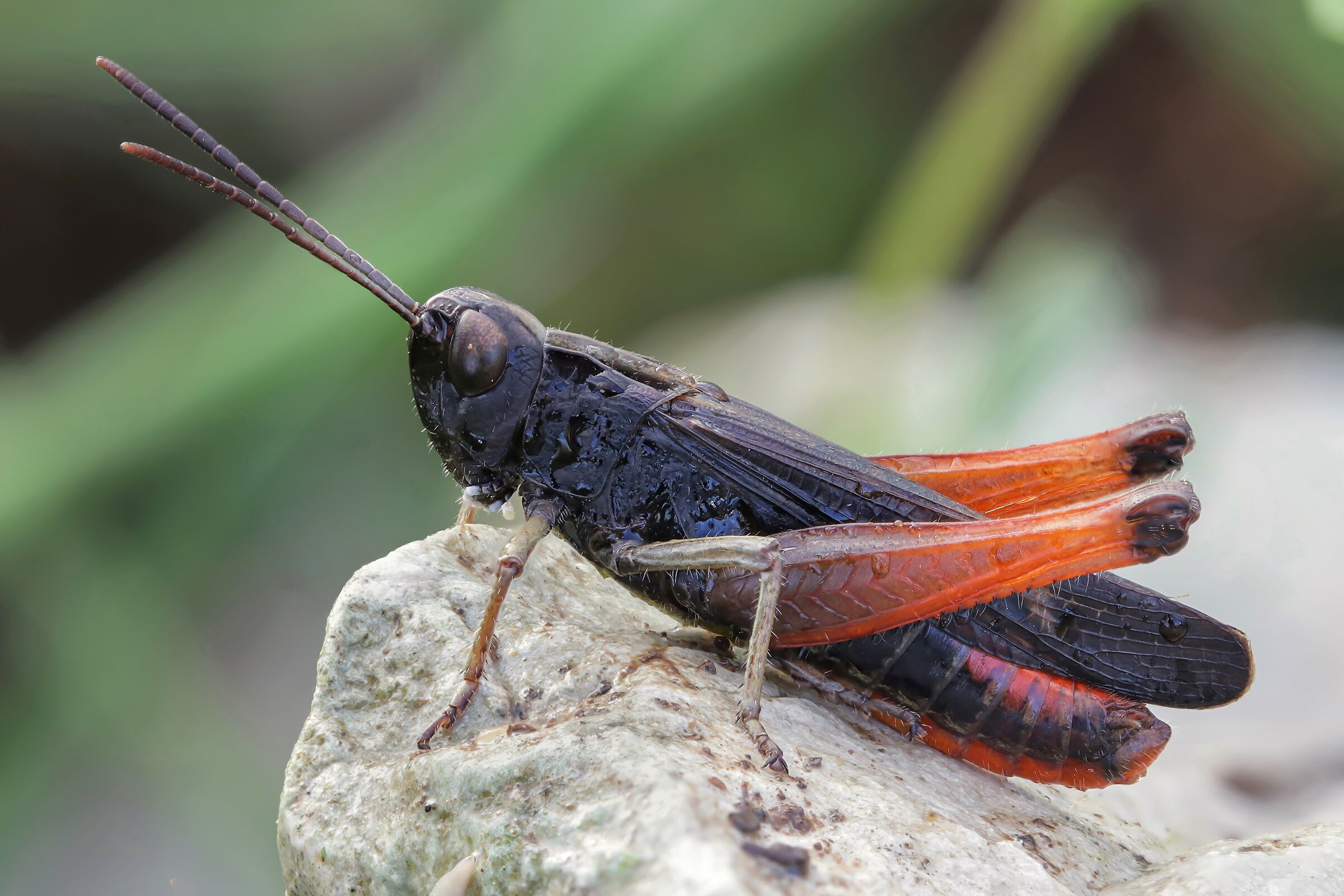 Omocestus rufipes
