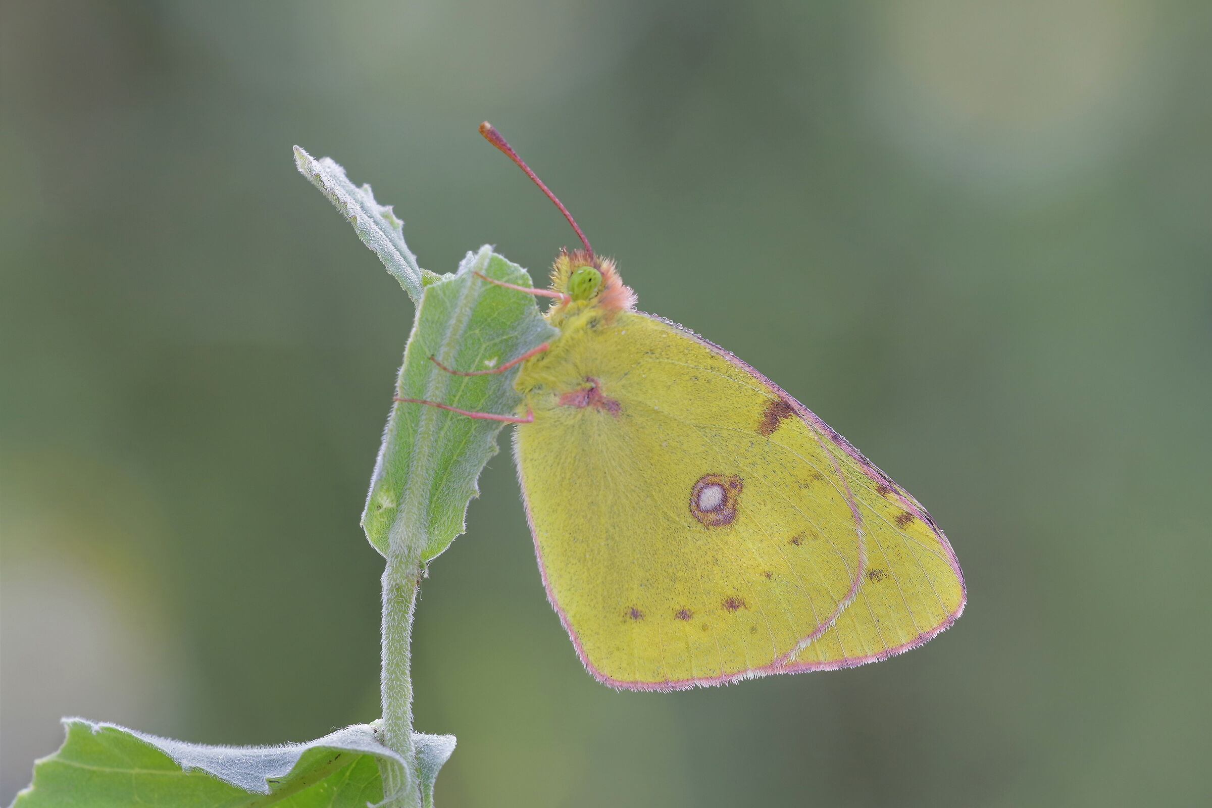 Colias crocea