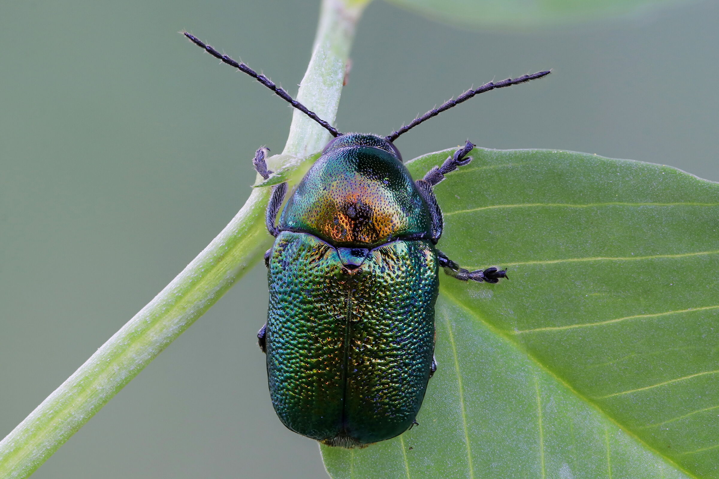 Cryptocephalus sp.
