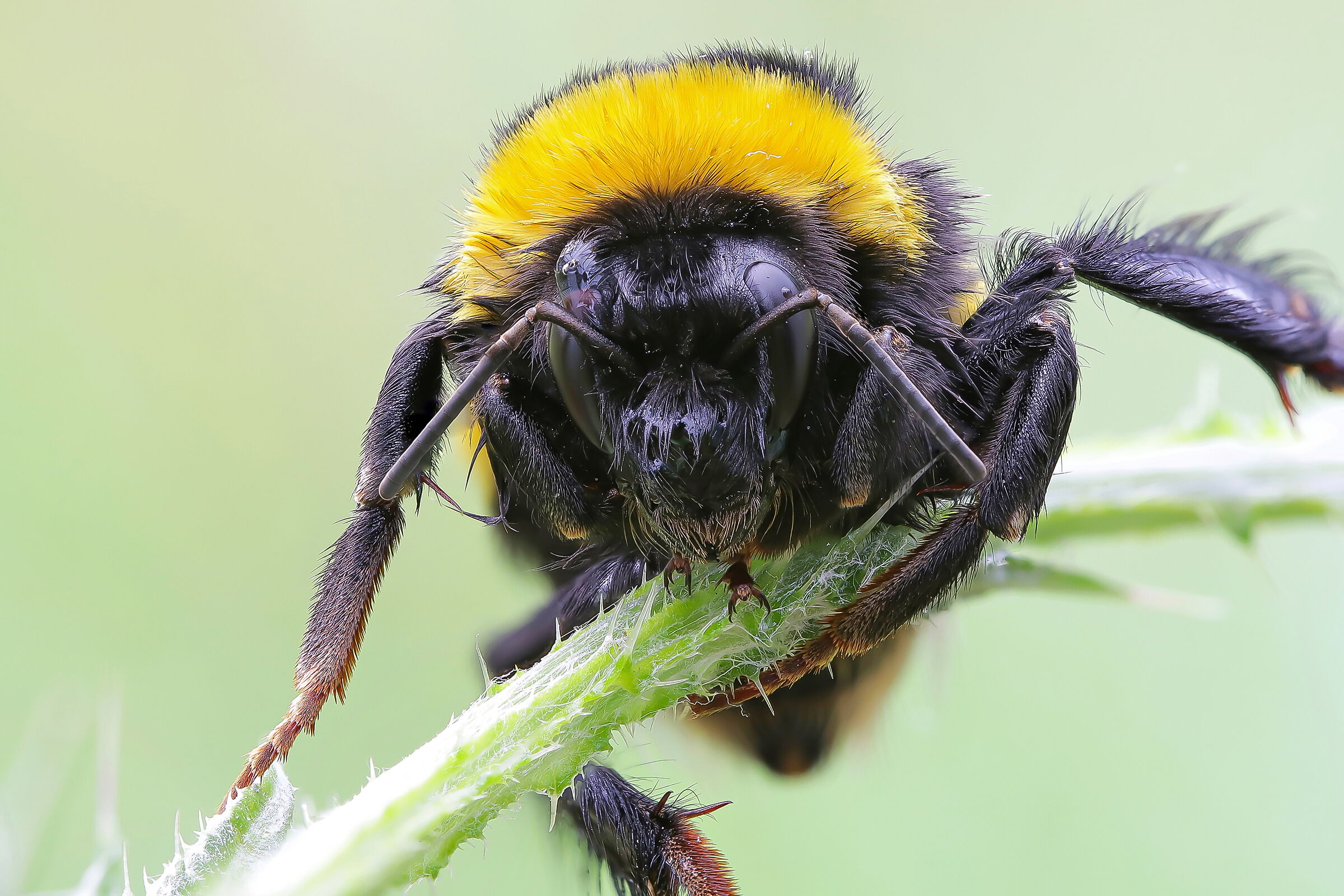 Bombus sp. z o.o. Gr. terrestris