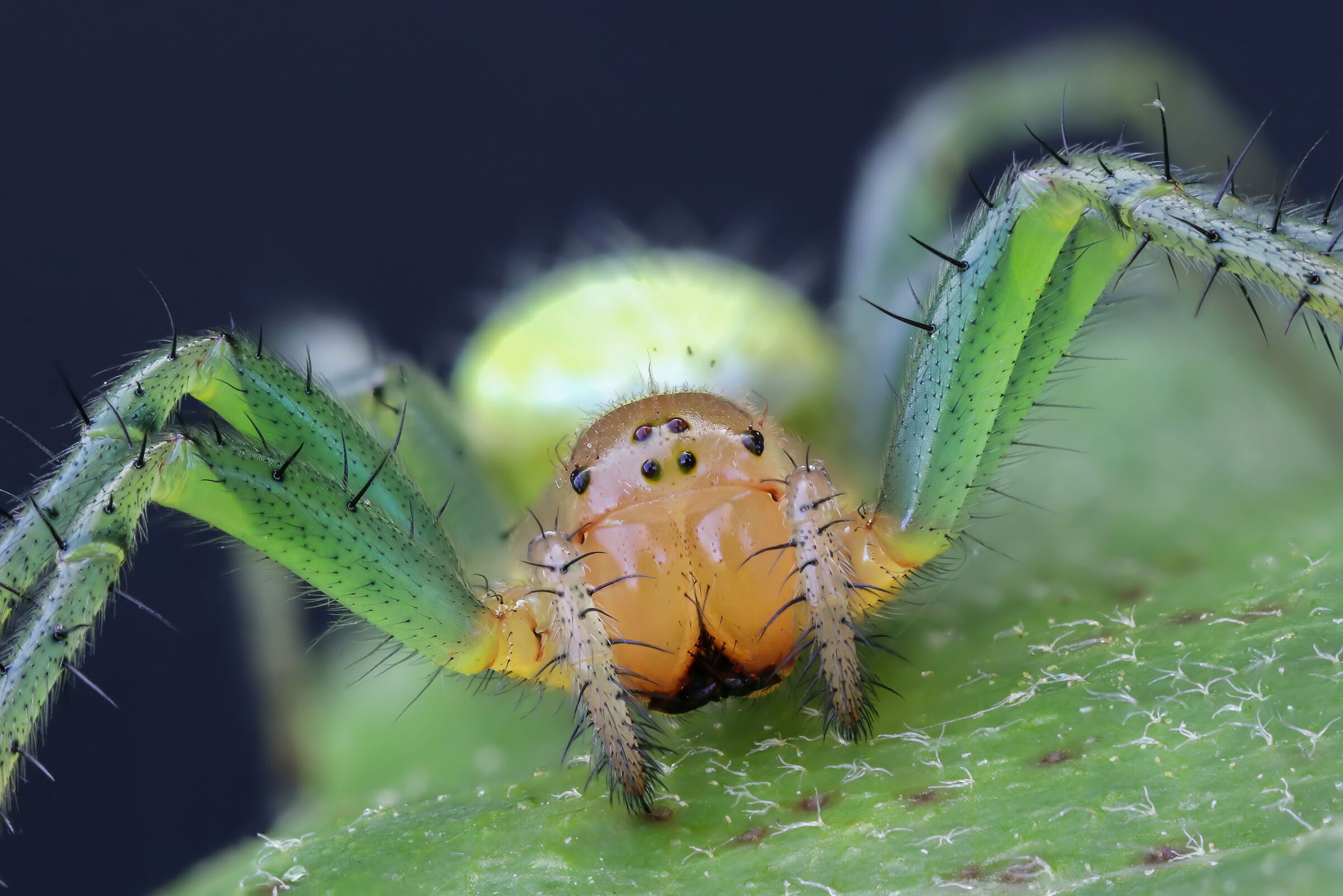 Araniella cucurbitin