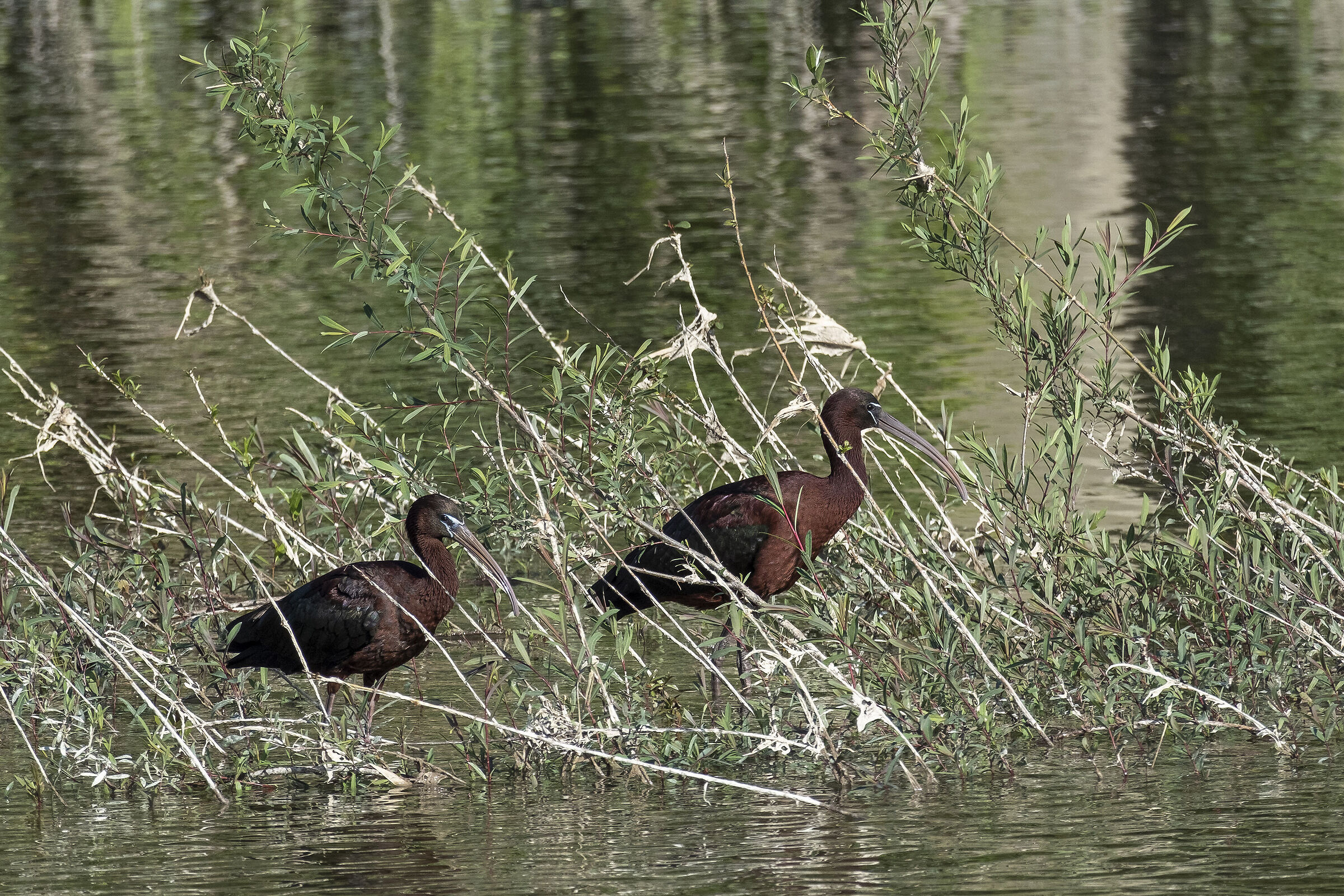 Glossy ibis