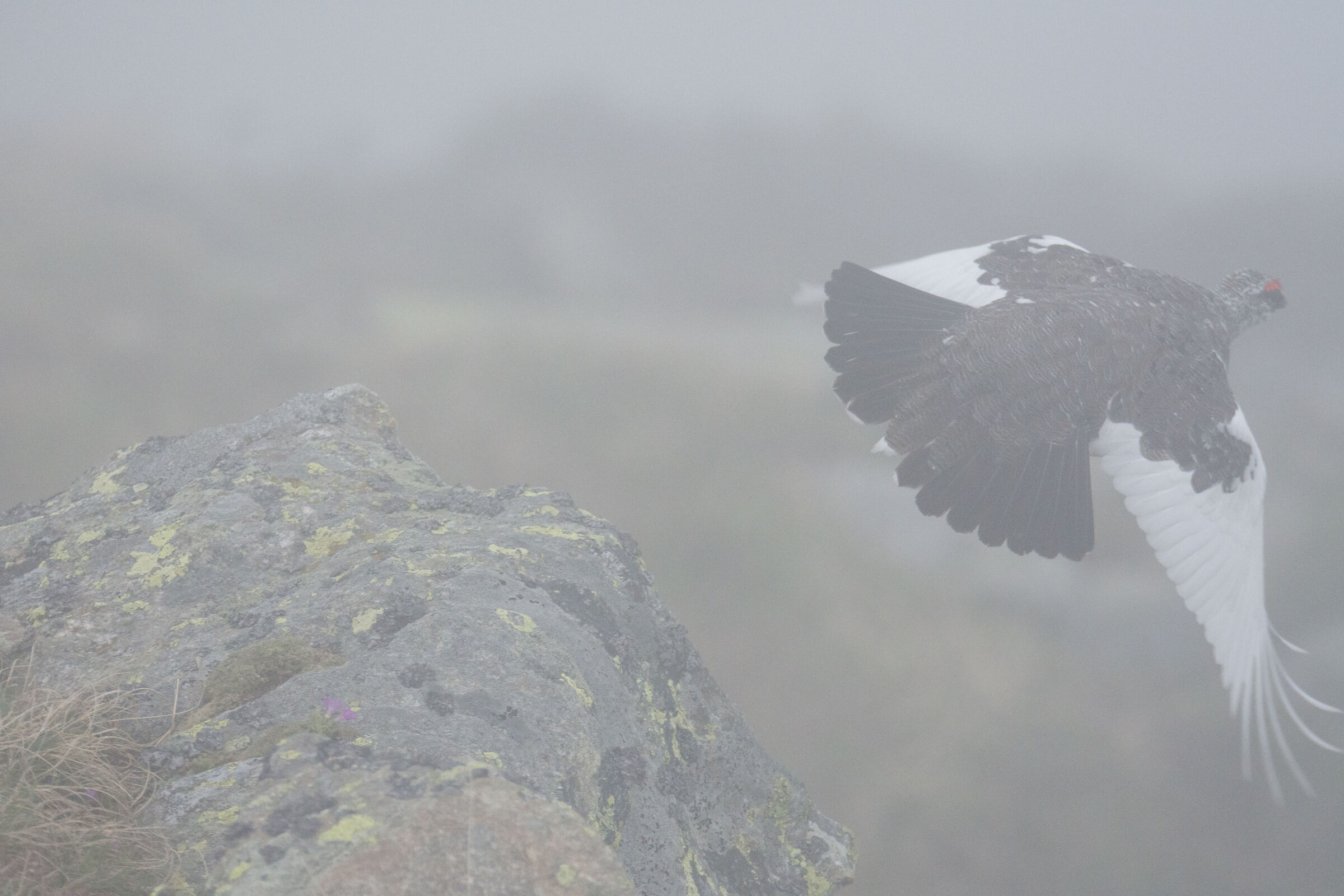 Partridge leaving in the fog!