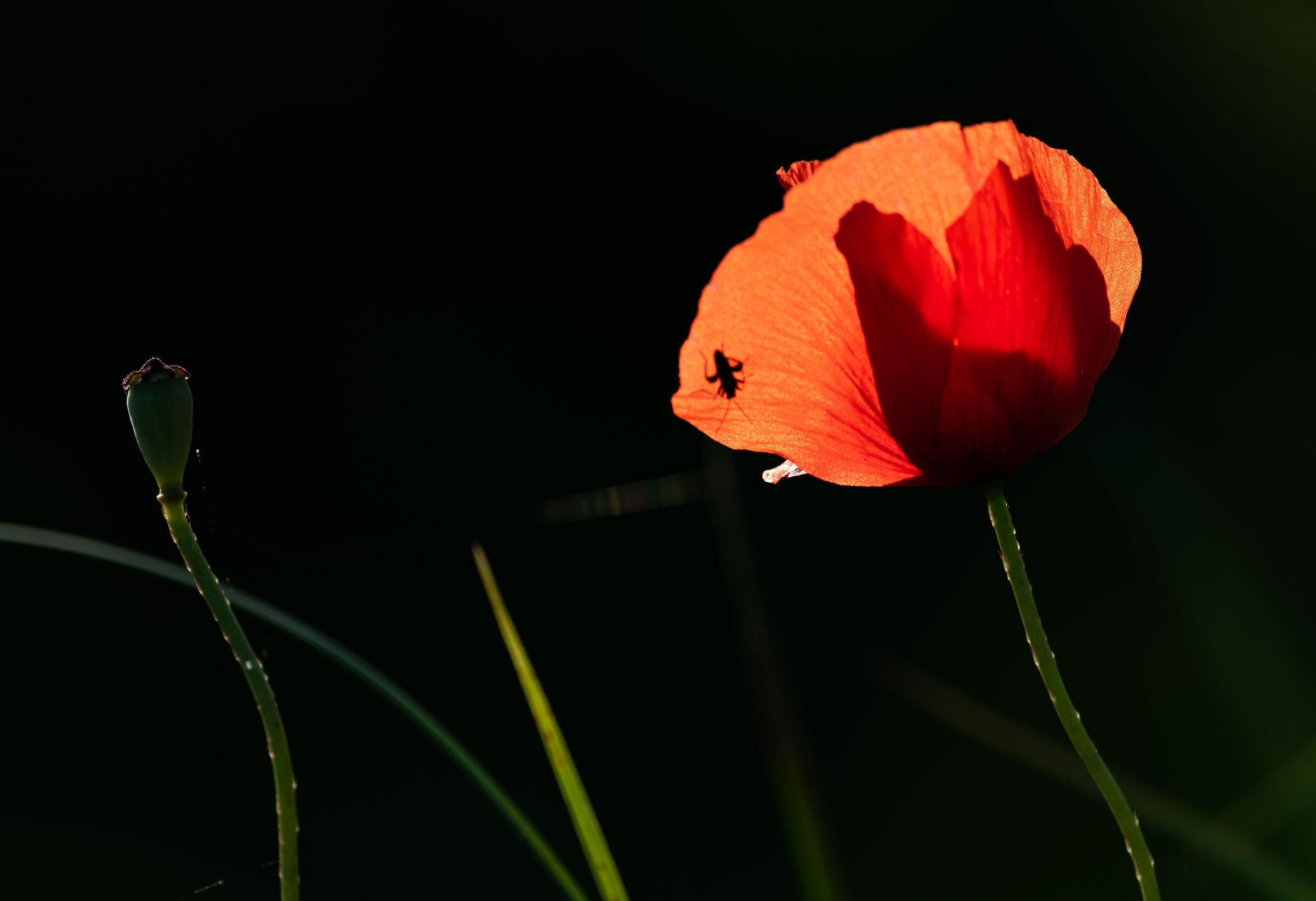 Aspettando il tramonto su un fiore di papavero