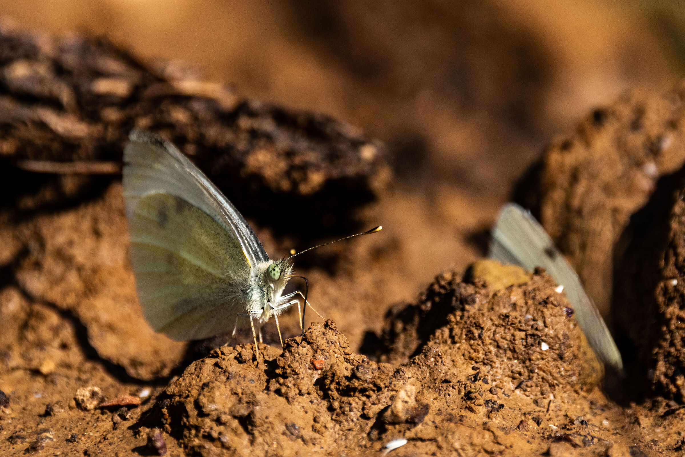 Farfalla posata in terra