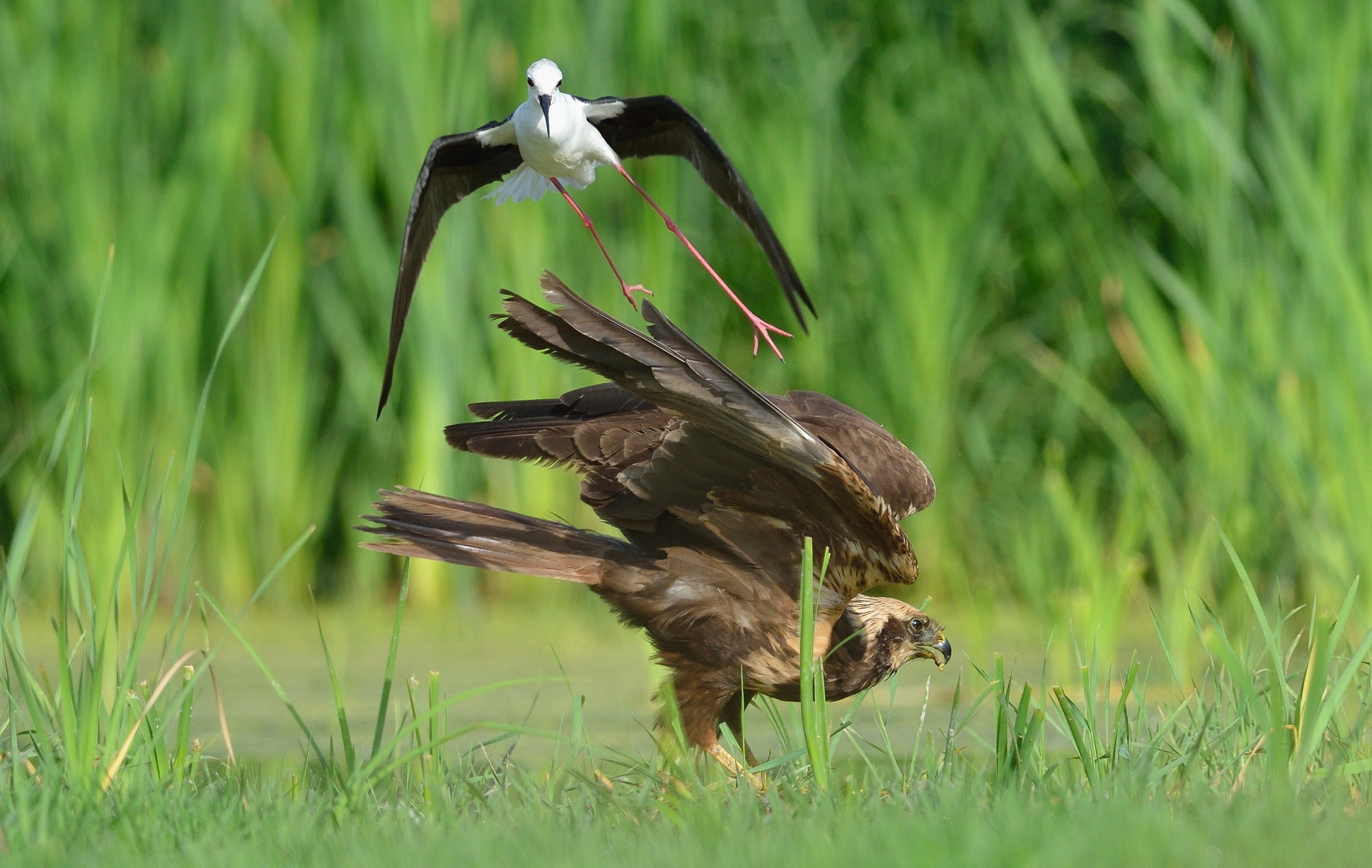 Il Falco ed il Cavaliere