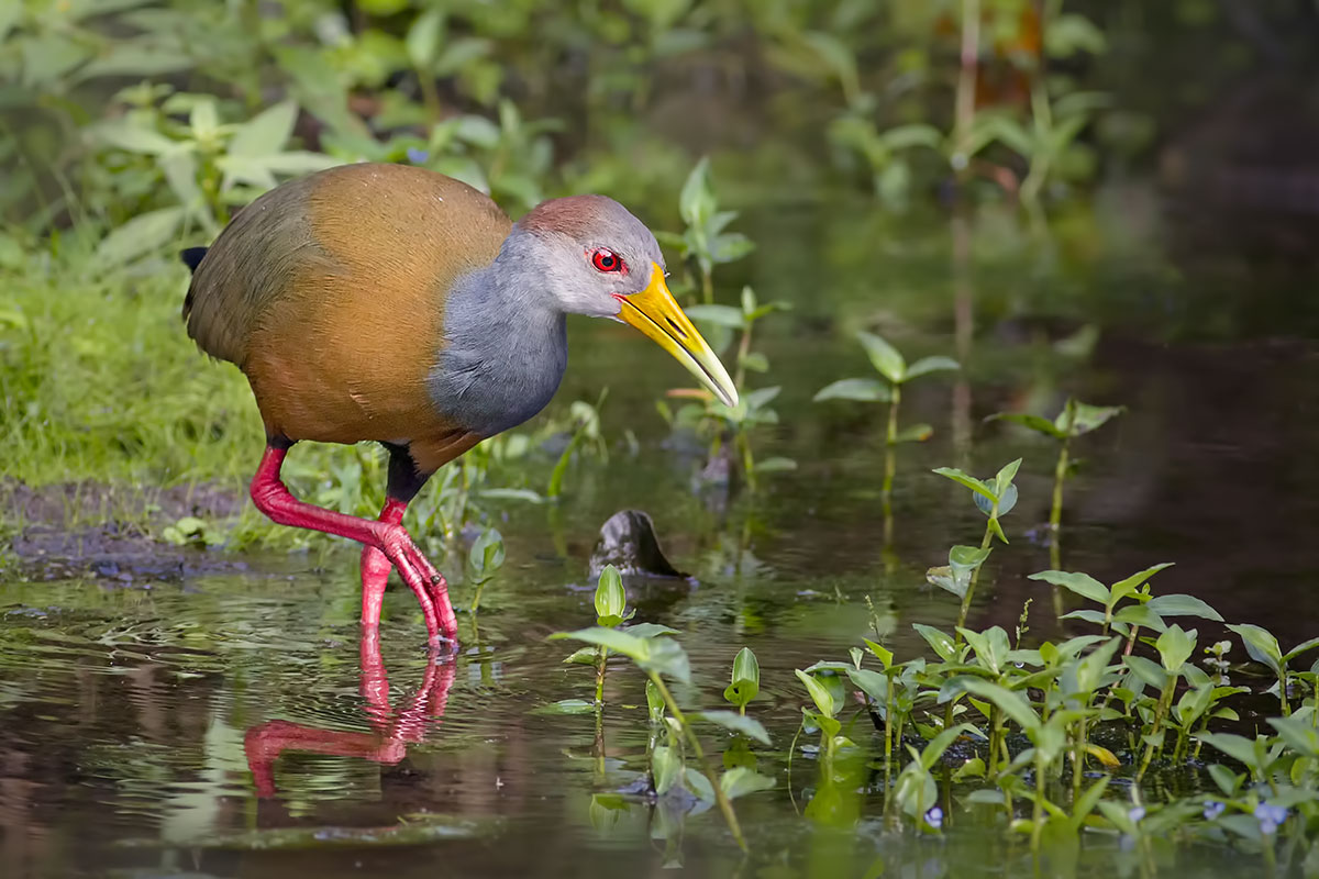 Rallo di legno dal collo grigio