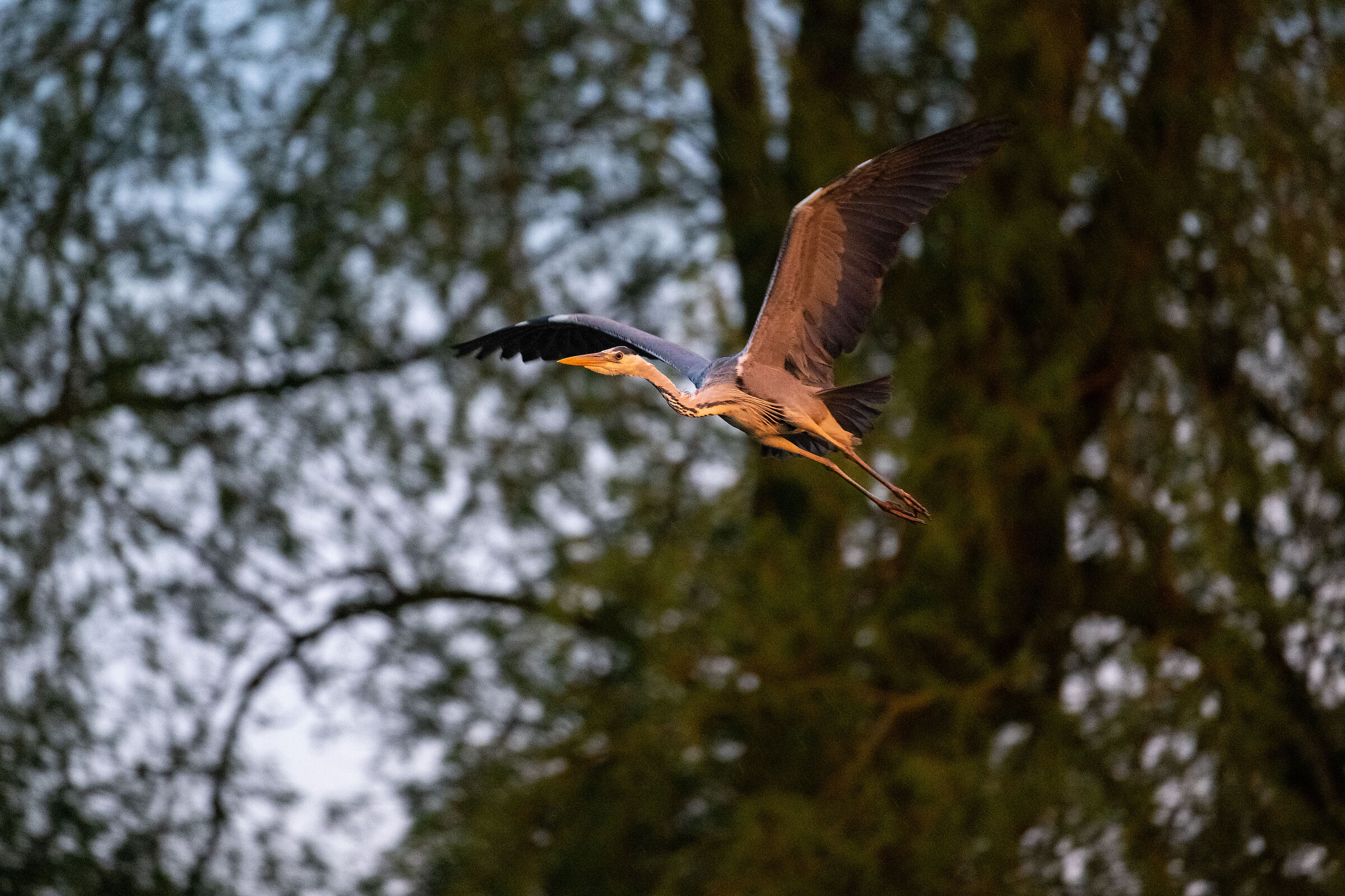 Grey heron (Ashen Area)