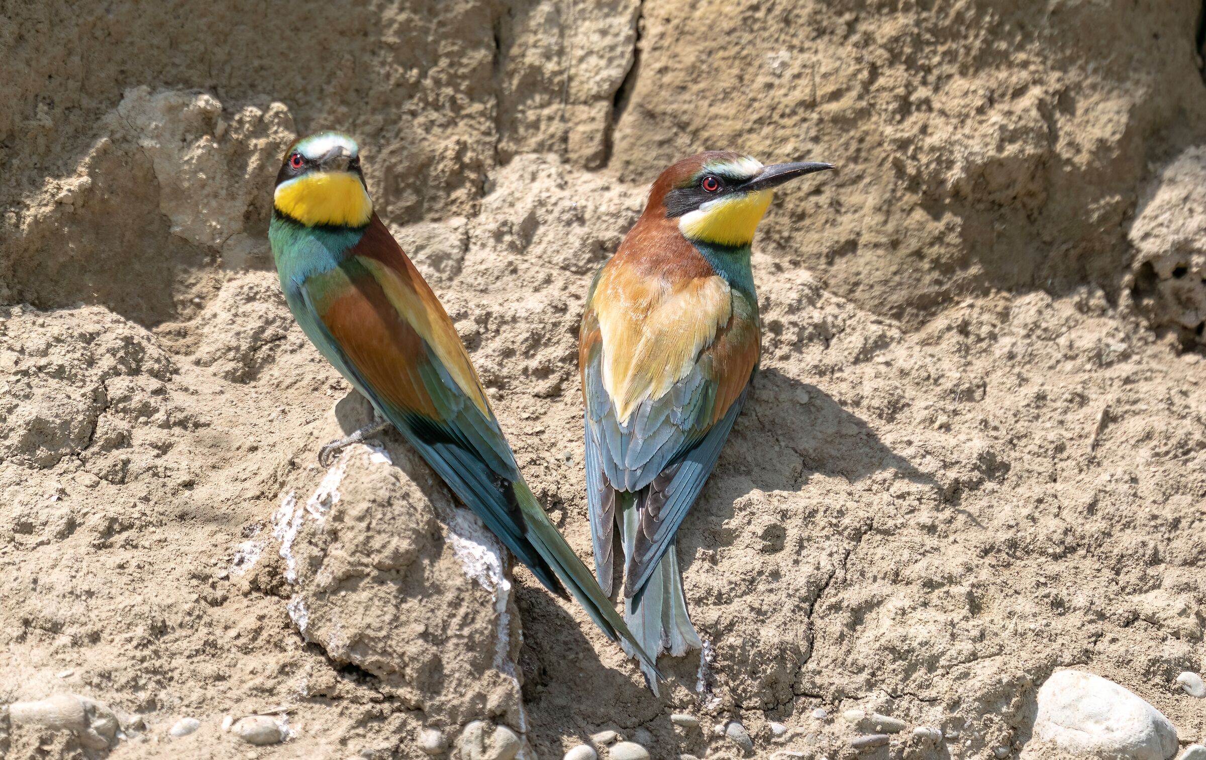 Pair of bee-eaters