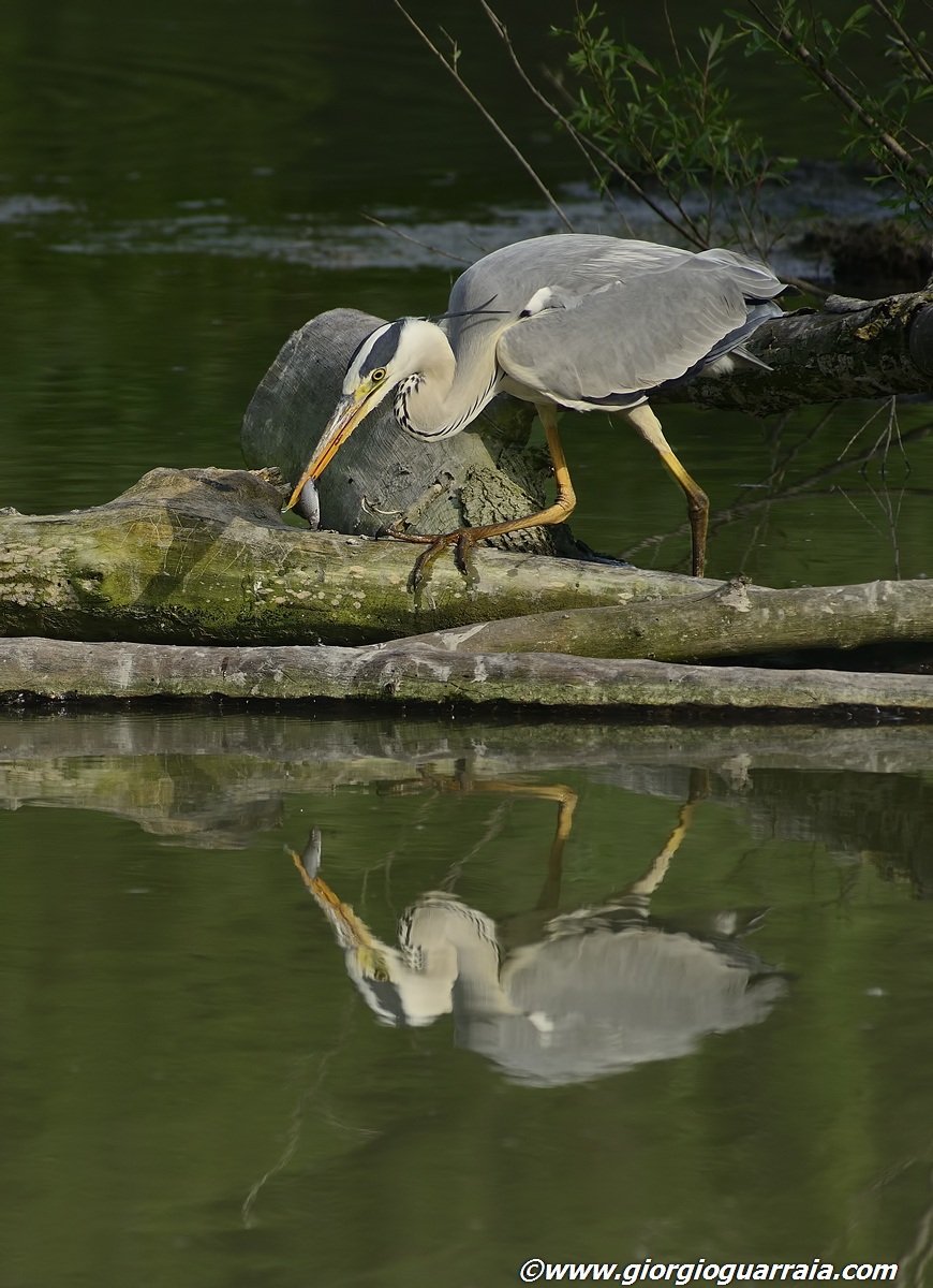 Cinerino con preda 2 - la vendetta!