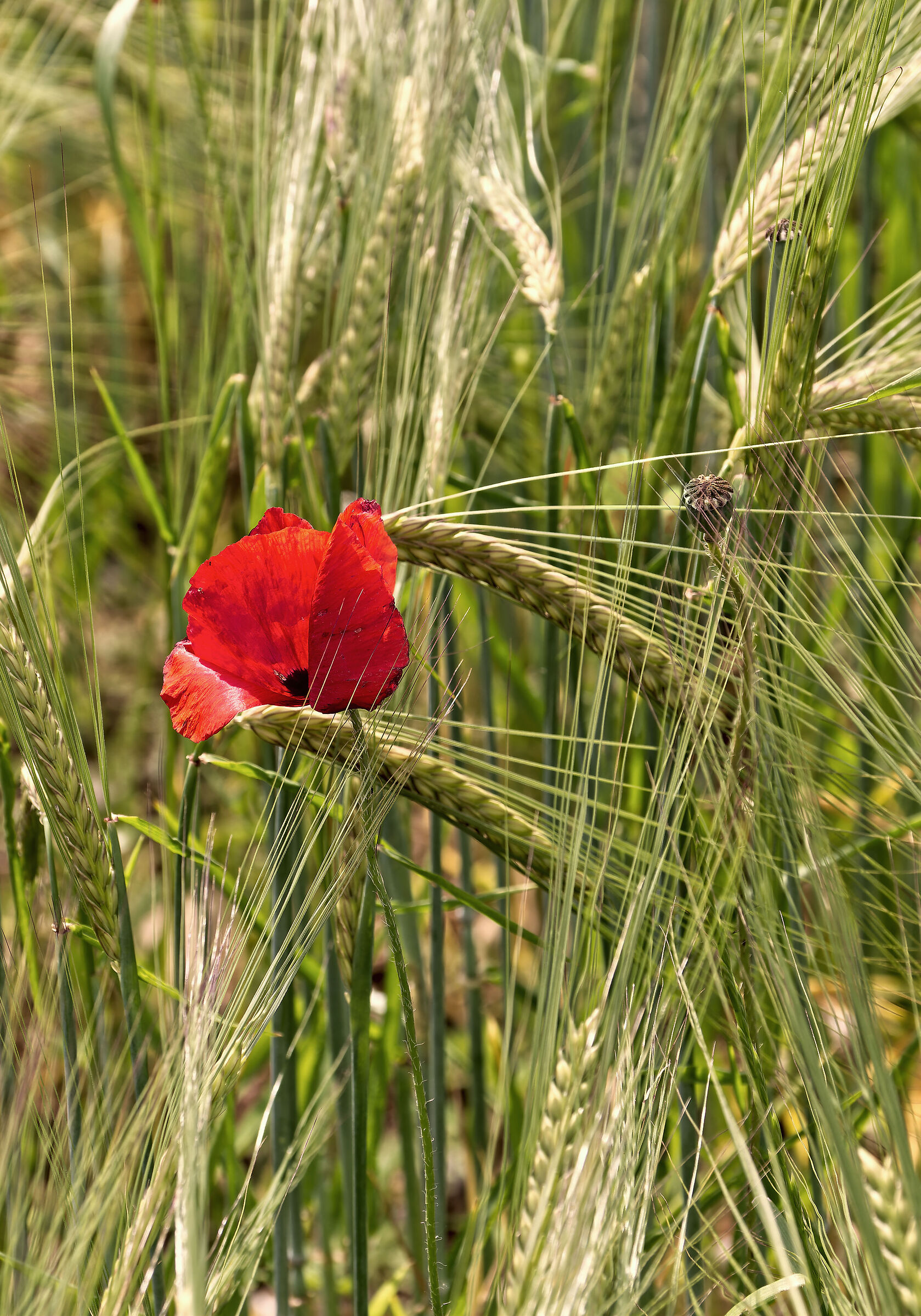 papavero tra le spighe