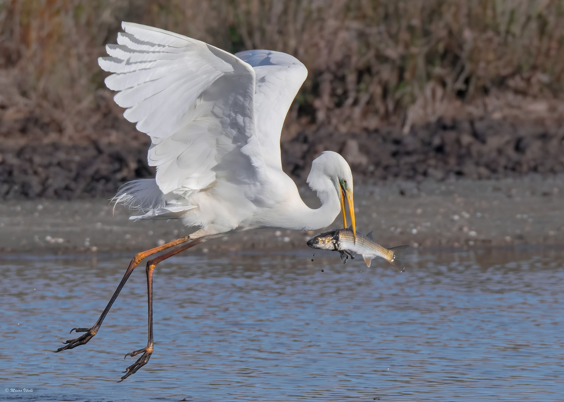Great white heron (Casmerodius albus)
