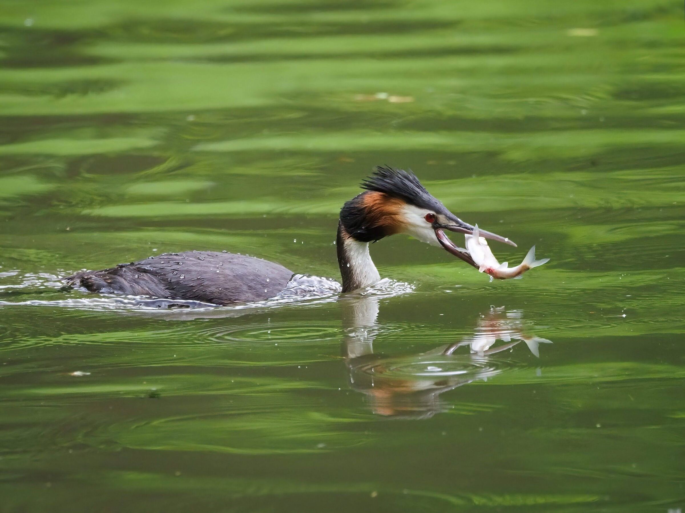 Great grebe with prey